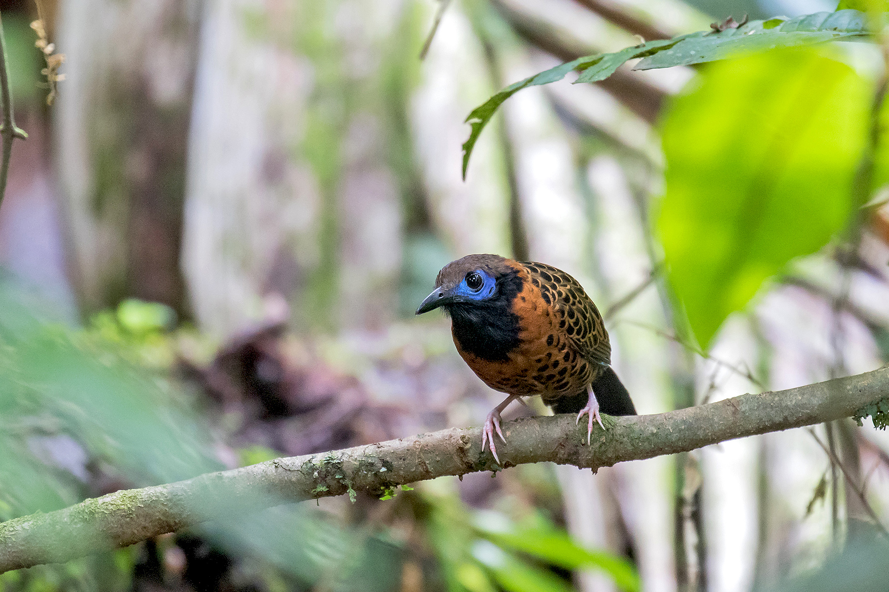 Ocellated Antbird (image by Pete Morris)