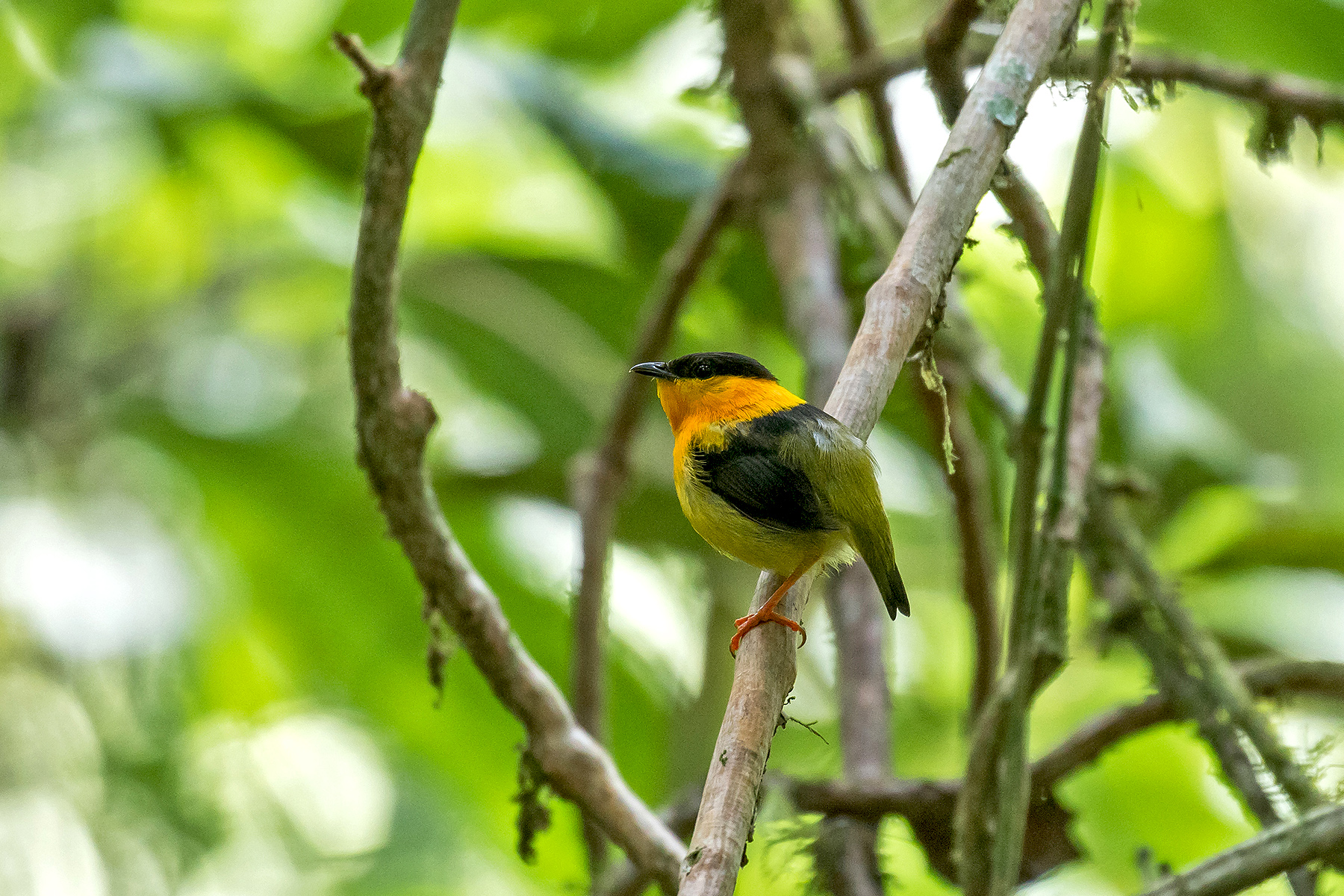 Orange-collared Manakin on our Costa Rica birding tour (image by Pete Morris)