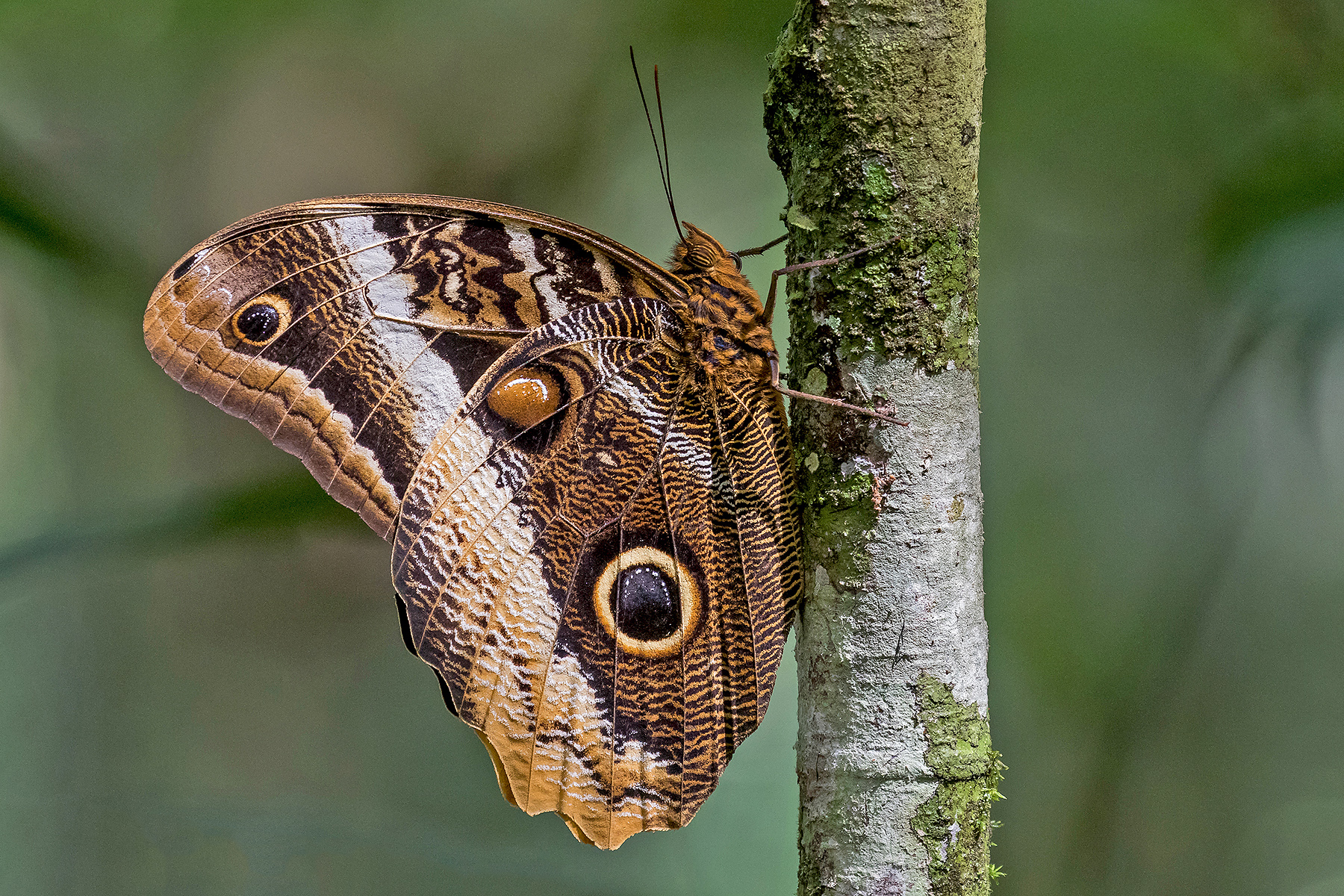 Owl Butterfly (image by Pete Morris)