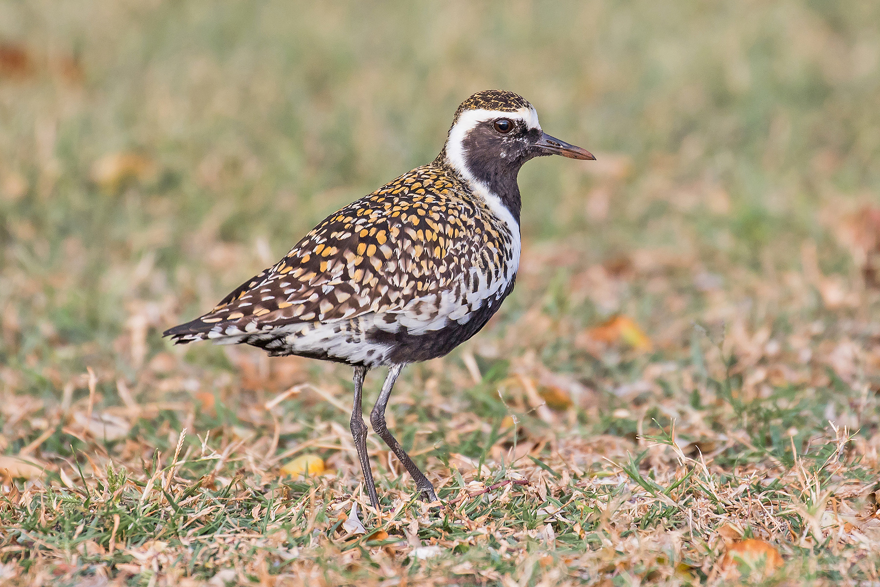 Pacific Golden Plover (image by Pete Morris)