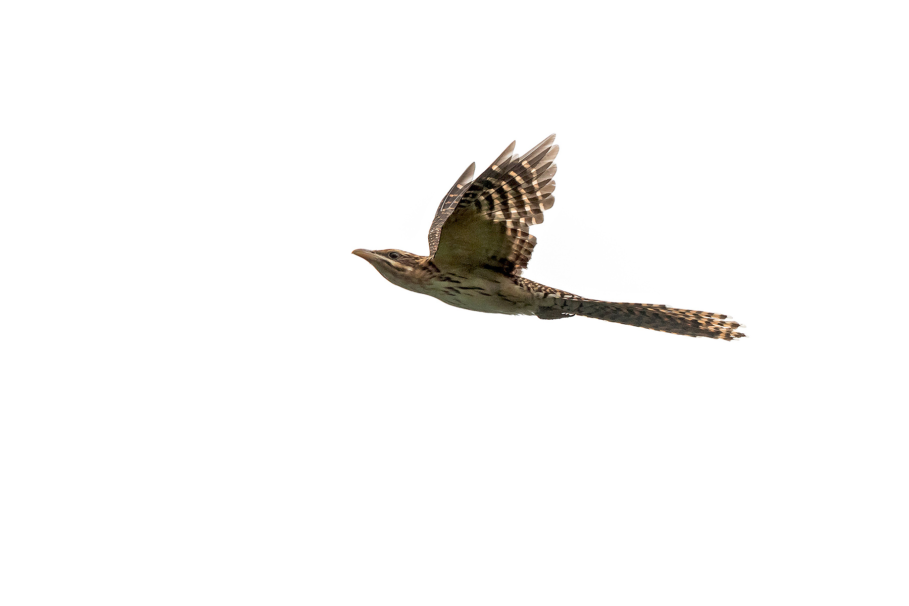 Pacific Long-tailed Cuckoo in the Cook Islands (image by Pete Morris)