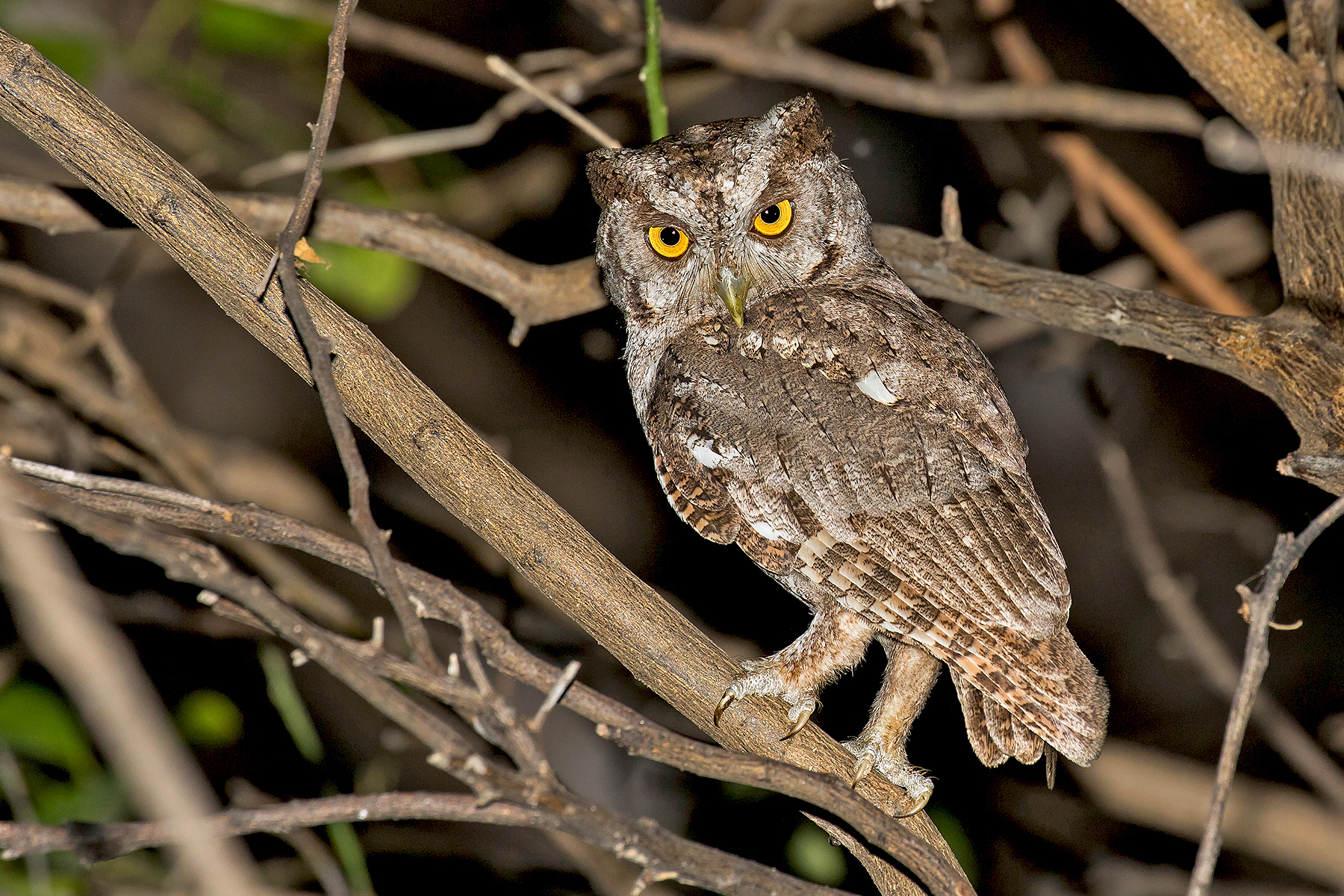 Pacific Screech Owl on our Costa Rica birding tour (image by Pete Morris)