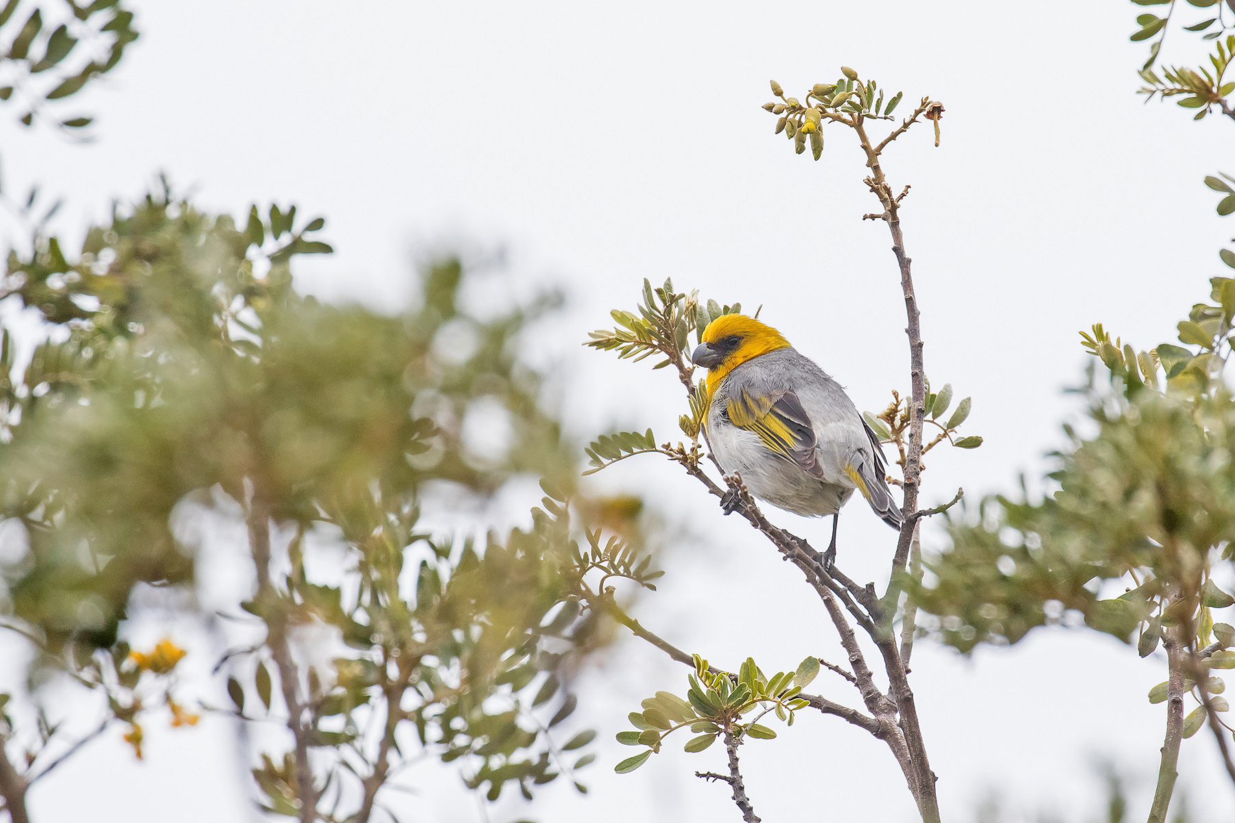 Palila on our Hawaii birding tour (image by Pete Morris)