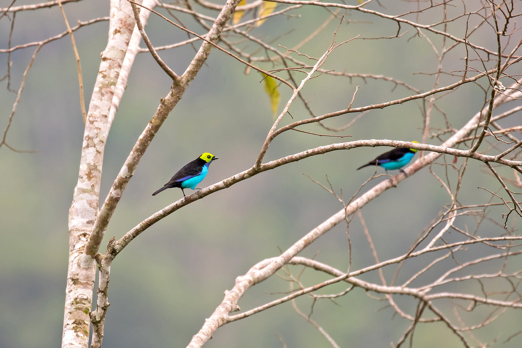 Paradise Tanagers (image by Pete Morris)