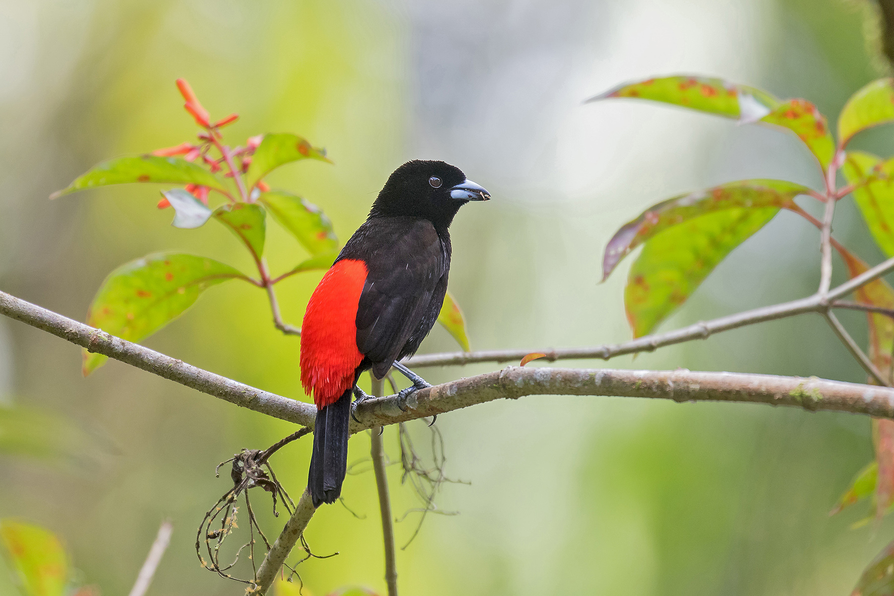 Passerini's Tanager (image by Pete Morris)