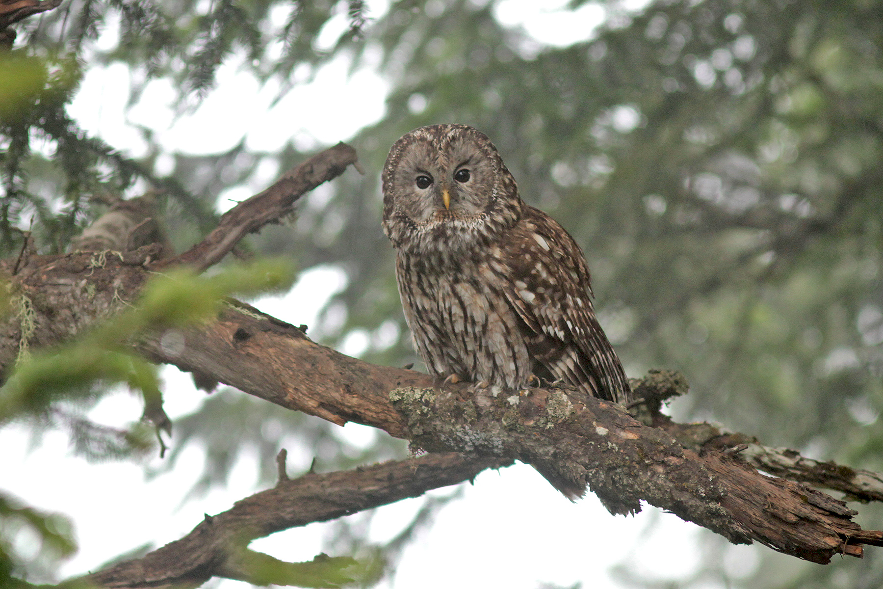Père David's Owl (image by Pete Morris)