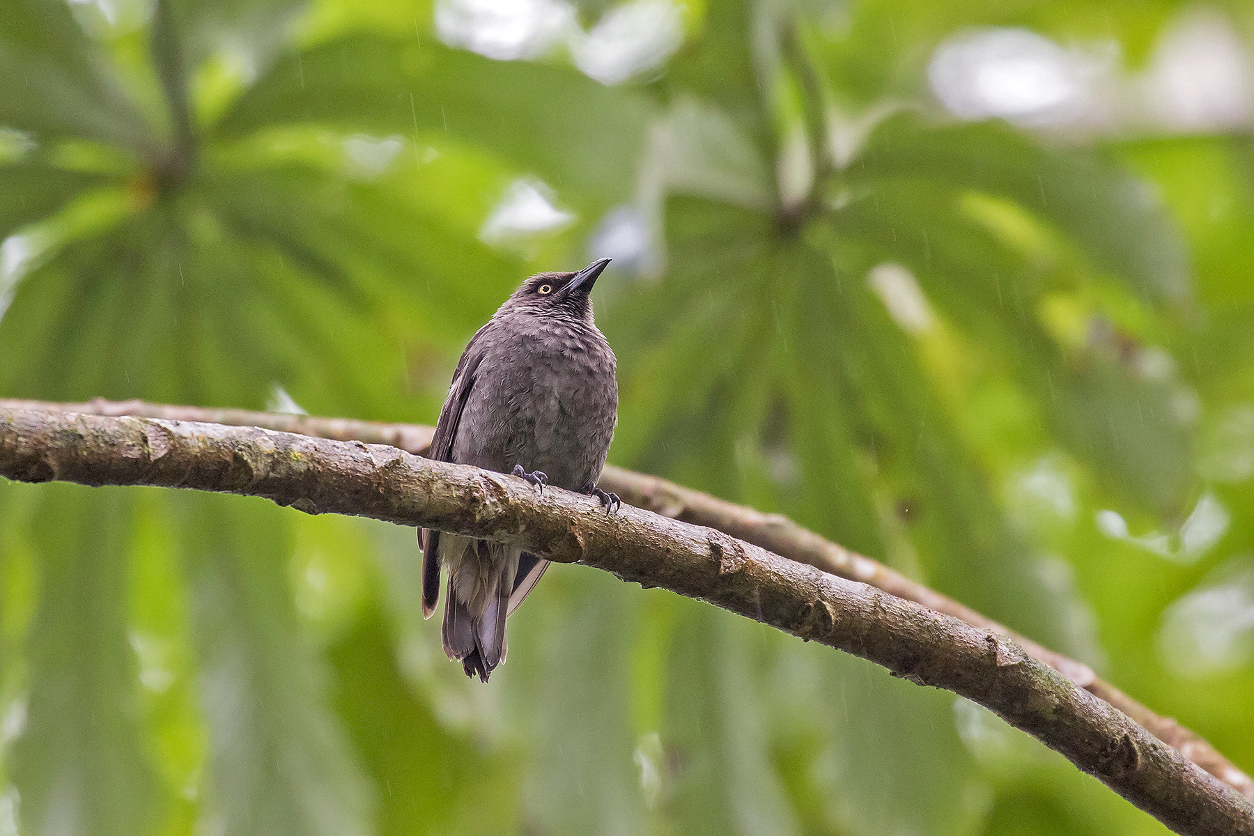 Raratonga Starling in the Cook Islands (image by Pete Morris)