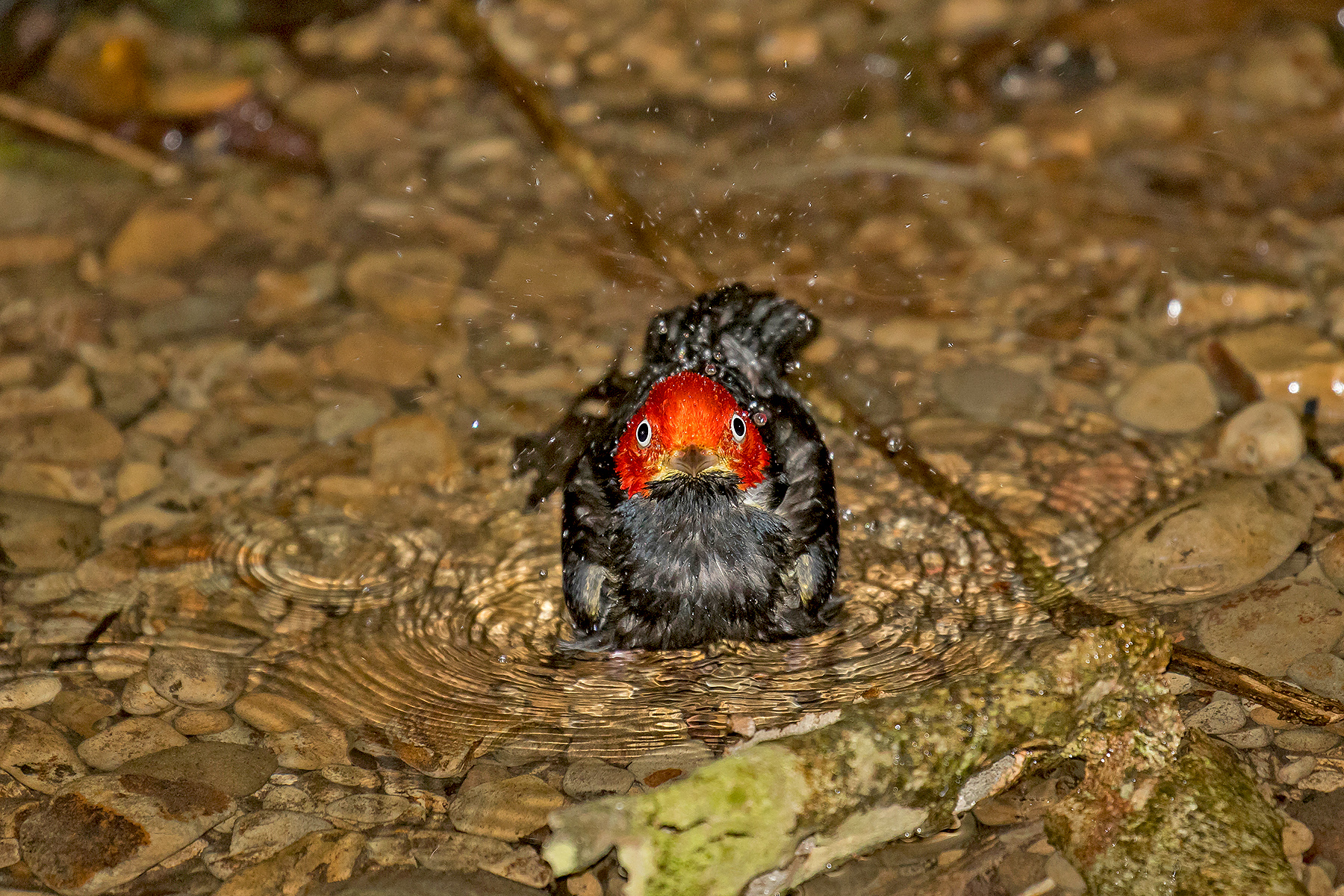 Red-capped Manakin on our Costa Rica birding tour (image by Pete Morris)