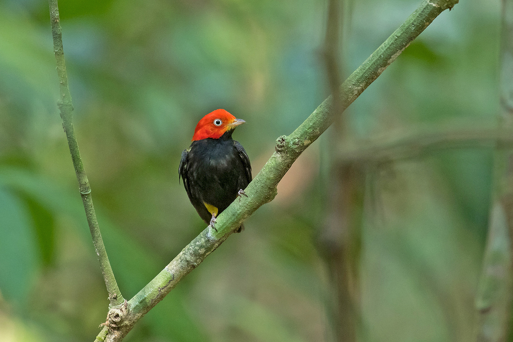 Red-capped Manakin (image by Pete Morris)