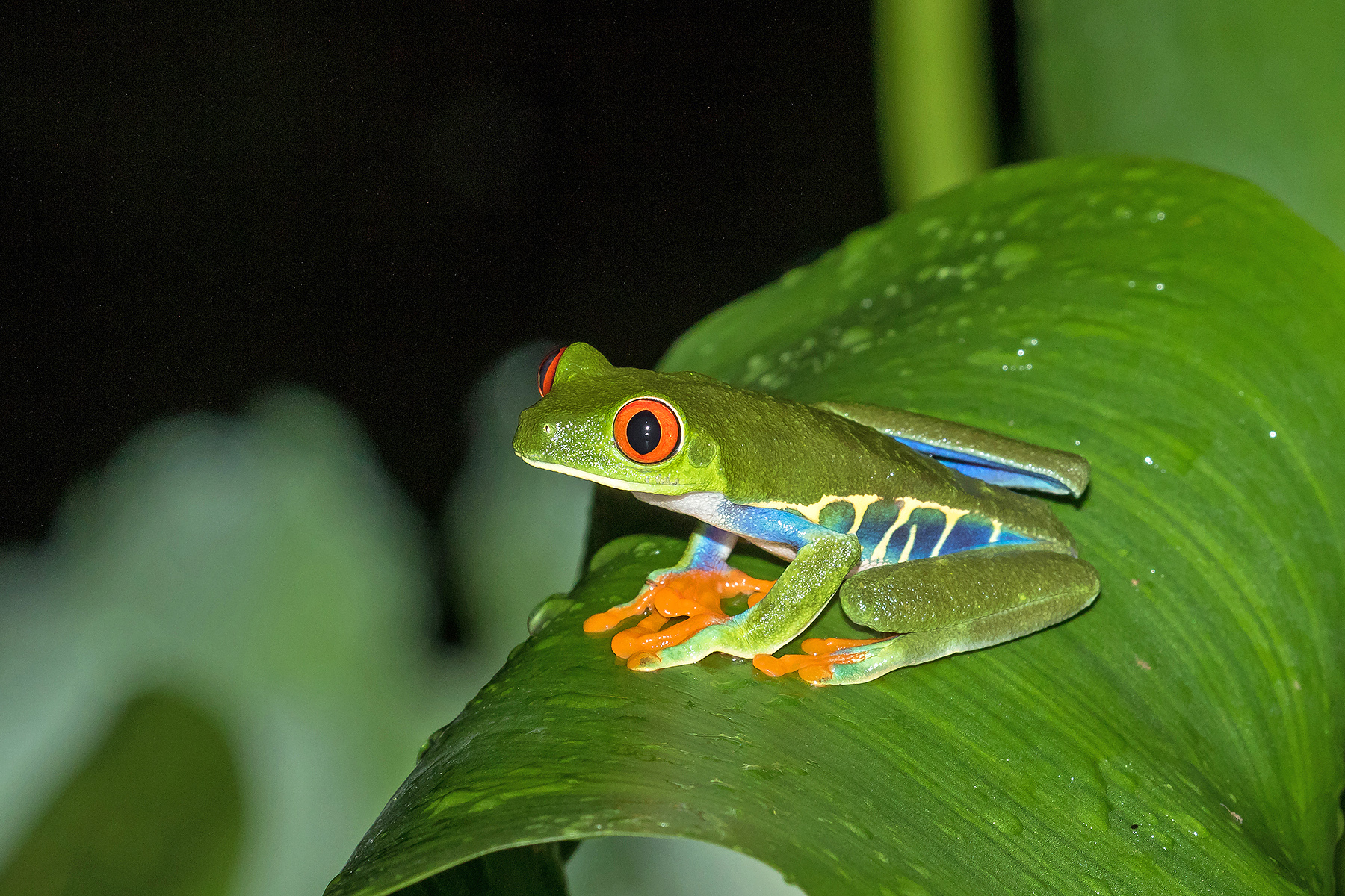 Red-eyed Tree Frog (image by Pete Morris)