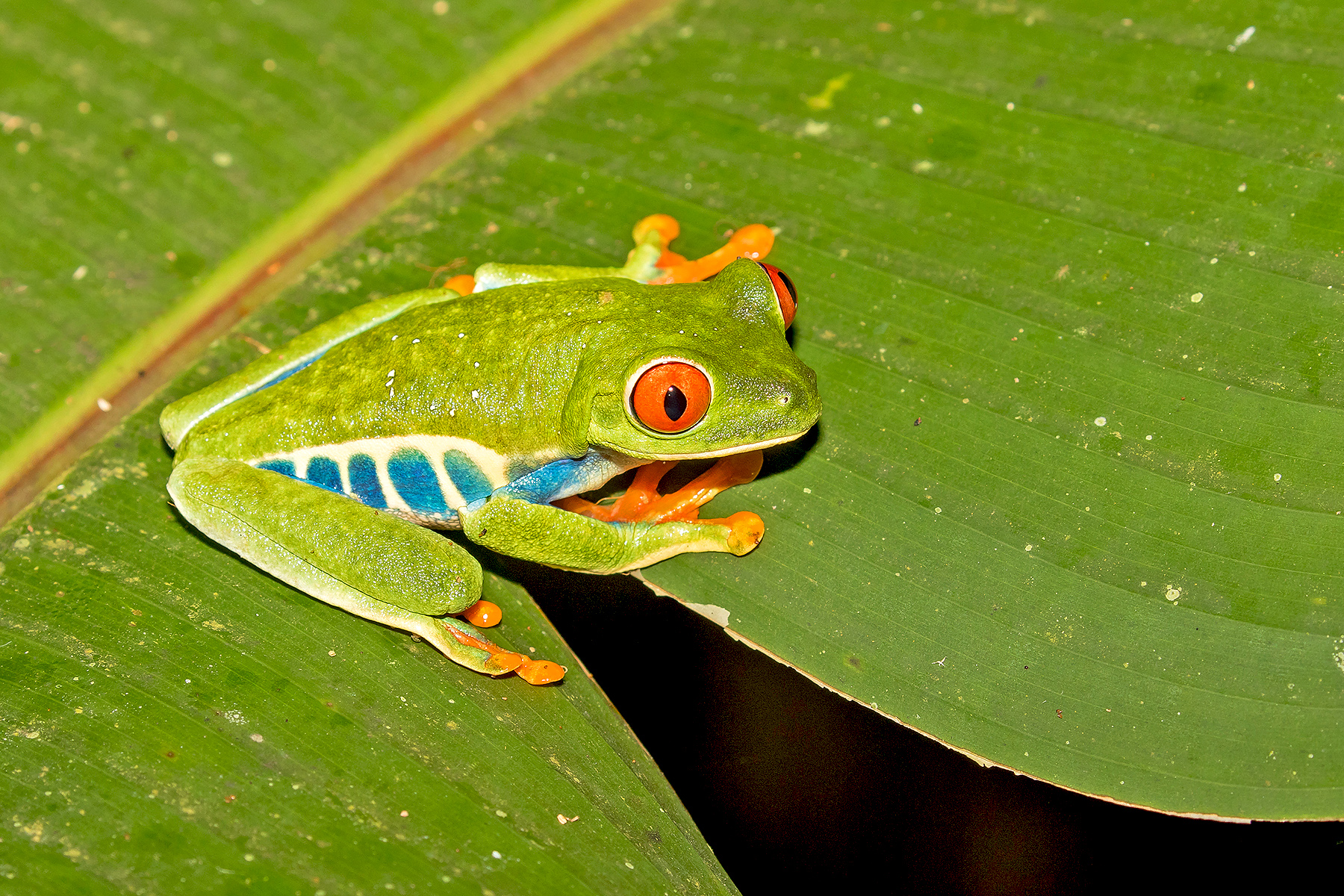 Red-eyed Tree Frog in Costa Rica (image by Pete Morris)