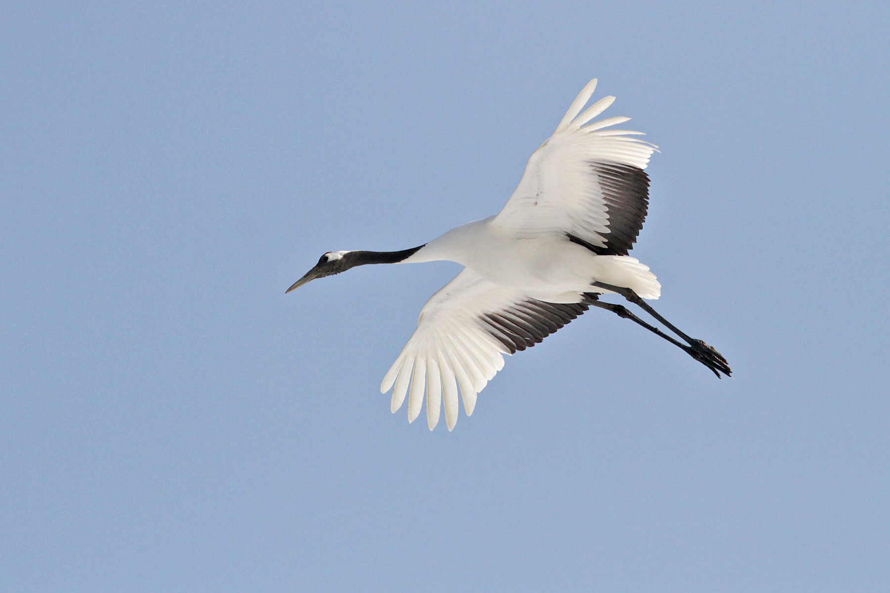 Red-crowned Crane in China (image by Hannu Jannes)