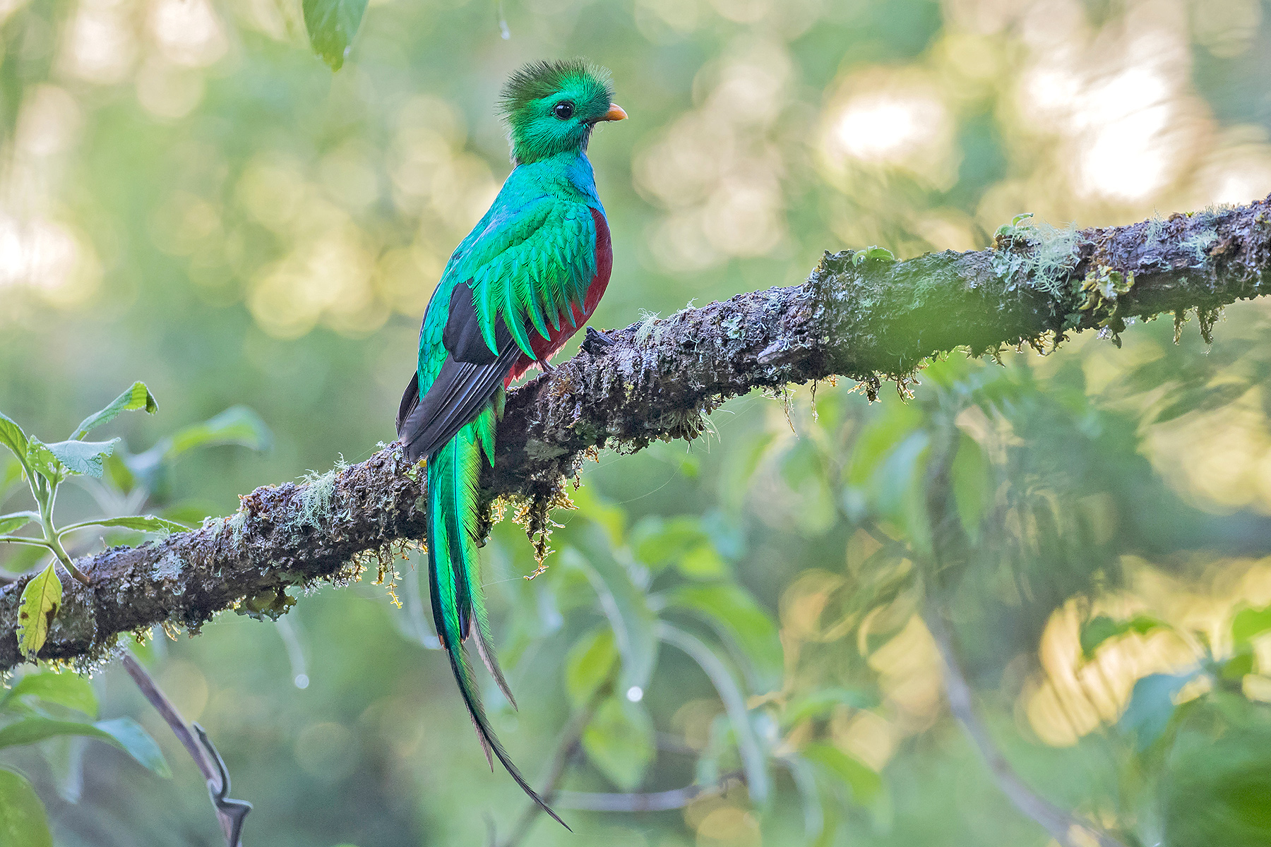 Resplendent Quetzal on our Costa Rica birding tour (image by Pete Morris)