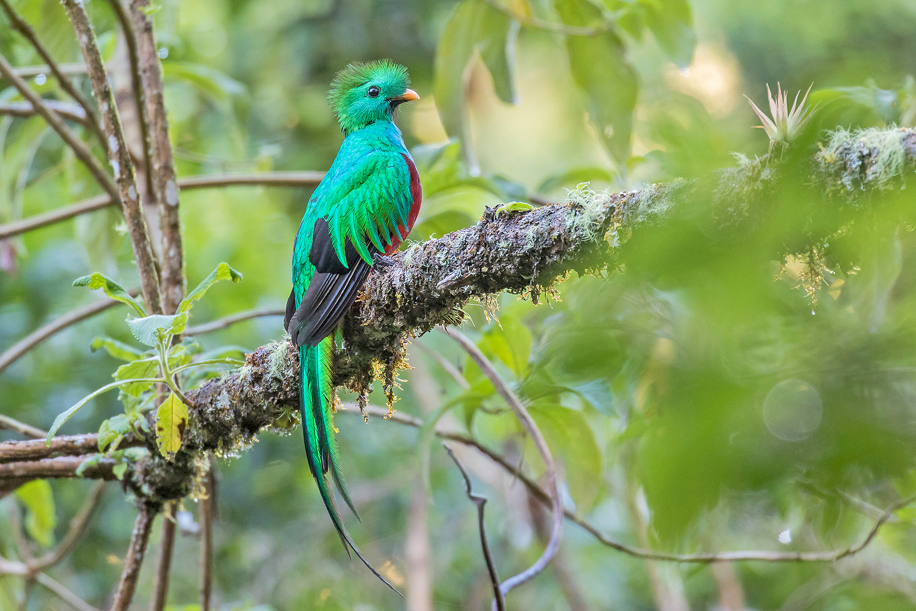 Resplendent Quetzal (image by Pete Morris)