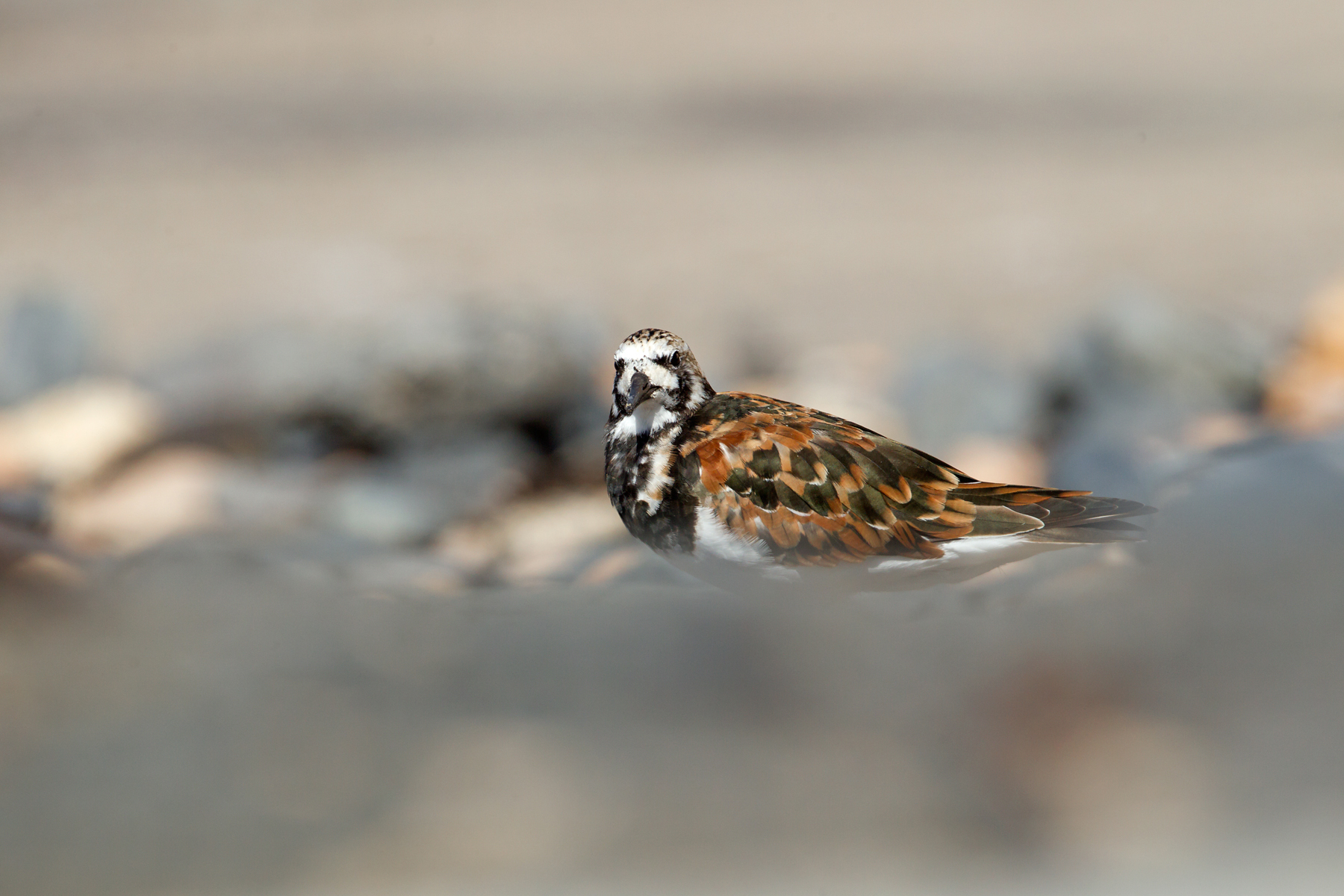 Ruddy Turnstone in the Canary Islands (image by Mike Watson)