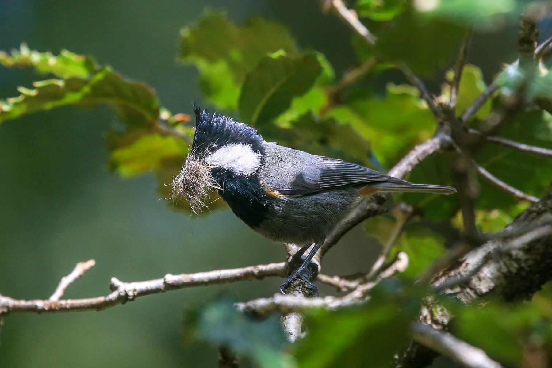 Rufous-naped Tit (image by Mark Beaman)