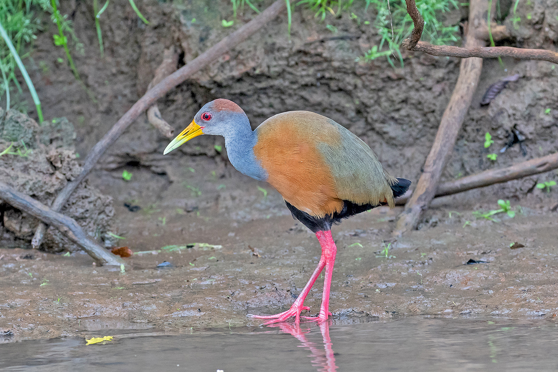Rufous-naped Wood Rail in Costa Rica (image by Pete Morris)