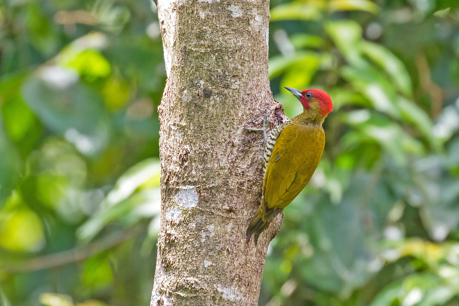 Rufous-winged Woodpecker on our Costa Rica birding tour (image by Pete Morris)