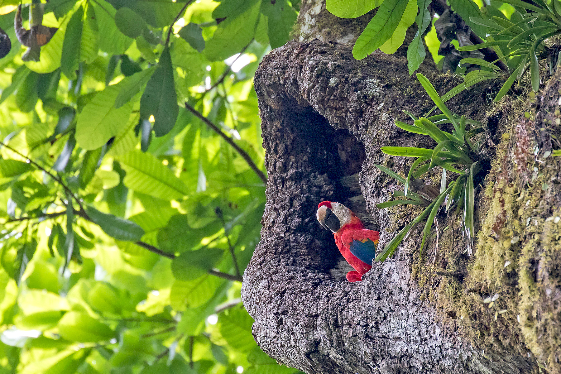 Scarlet Macaw (image by Pete Morris)