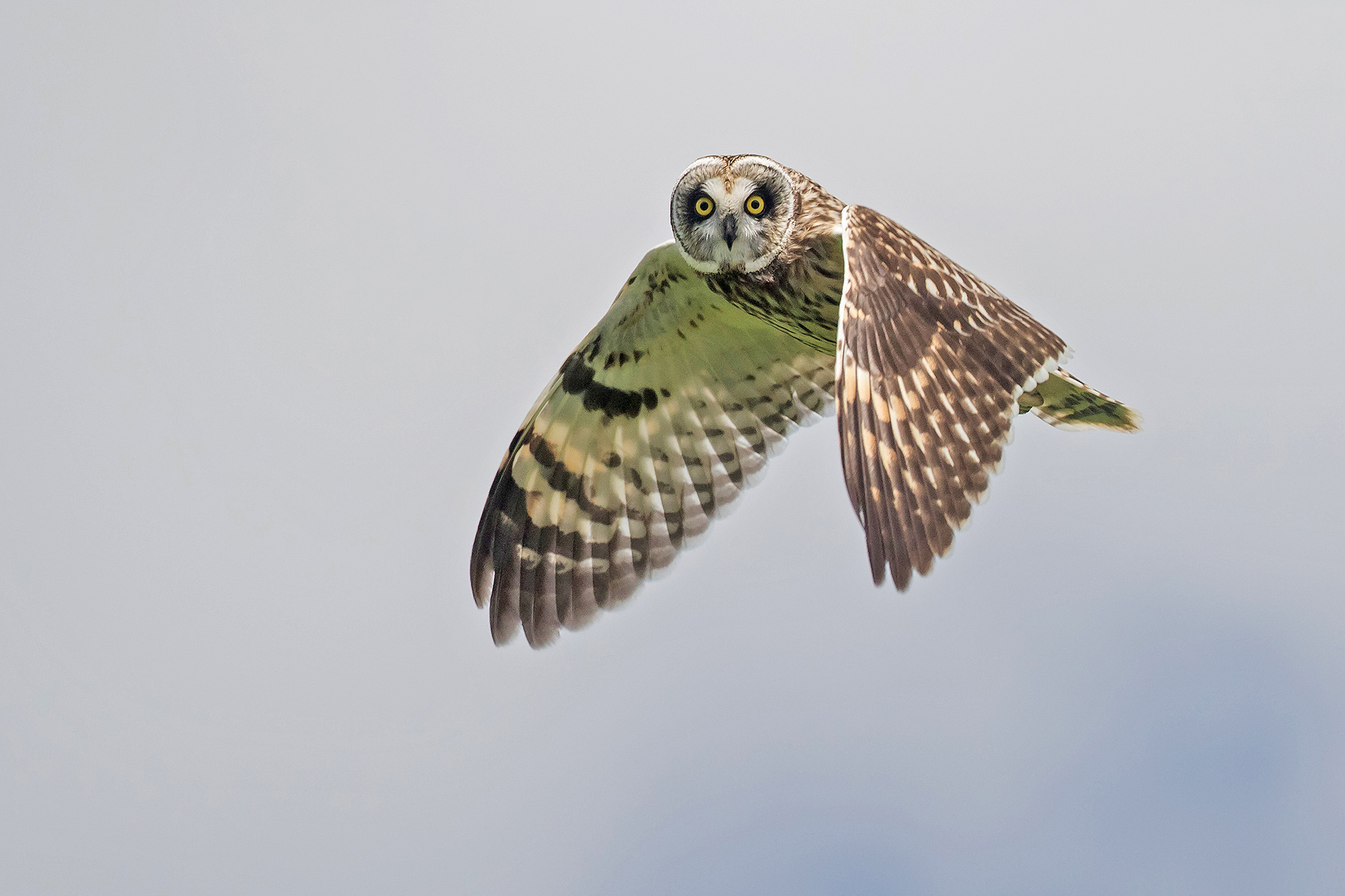 Short-eared Owl (image by Pete Morris)