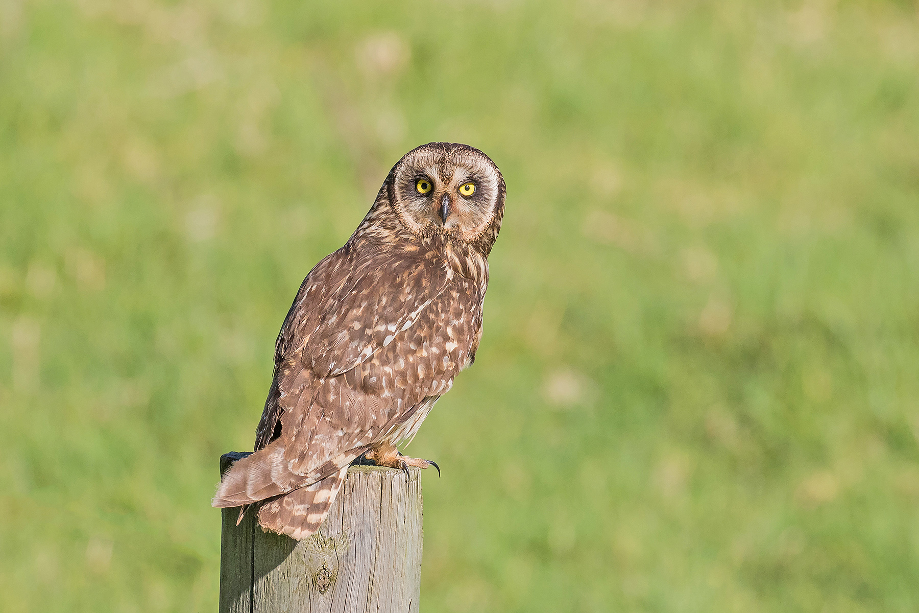 Short-eared Owl (image by Pete Morris)