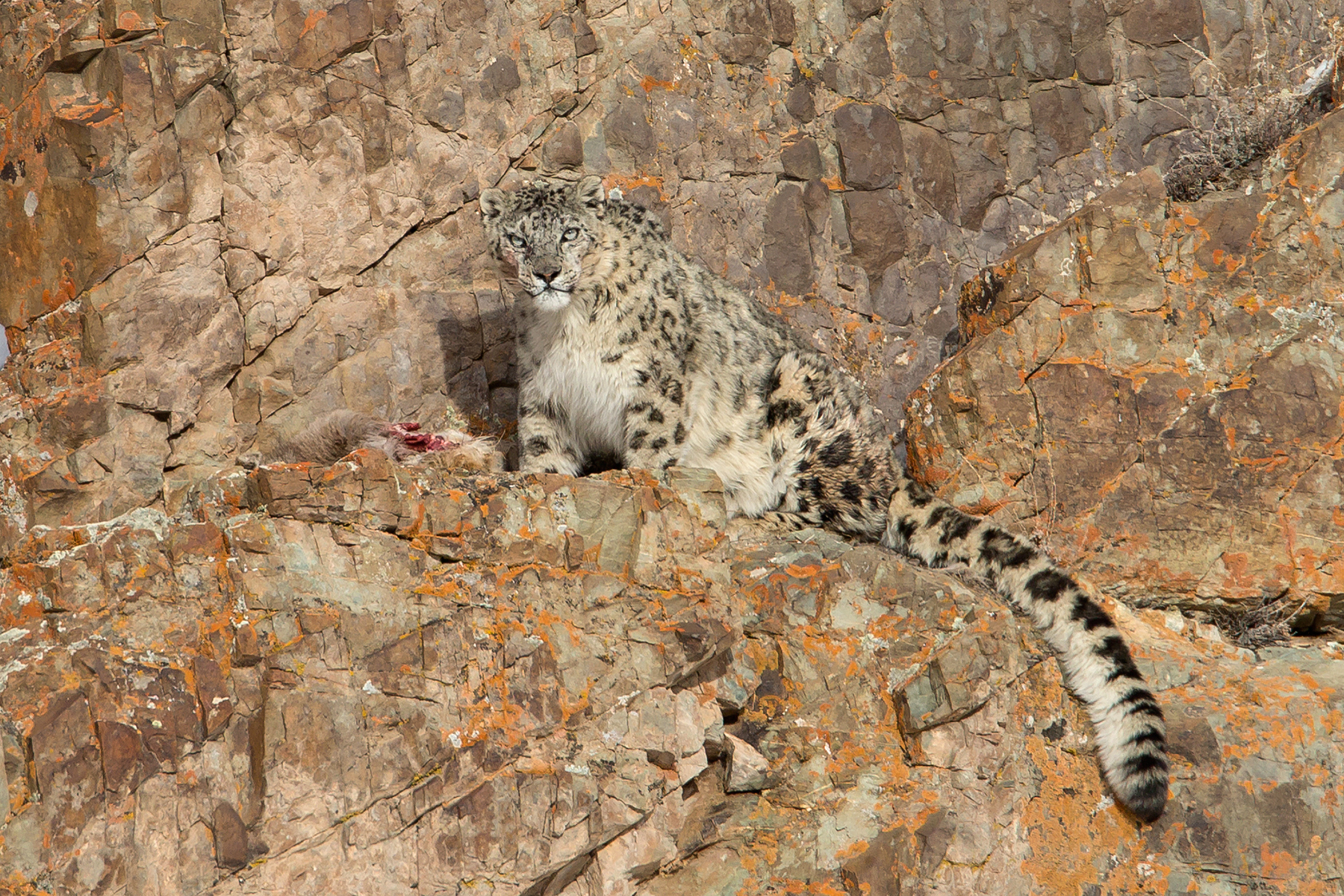 snow leopard tours india