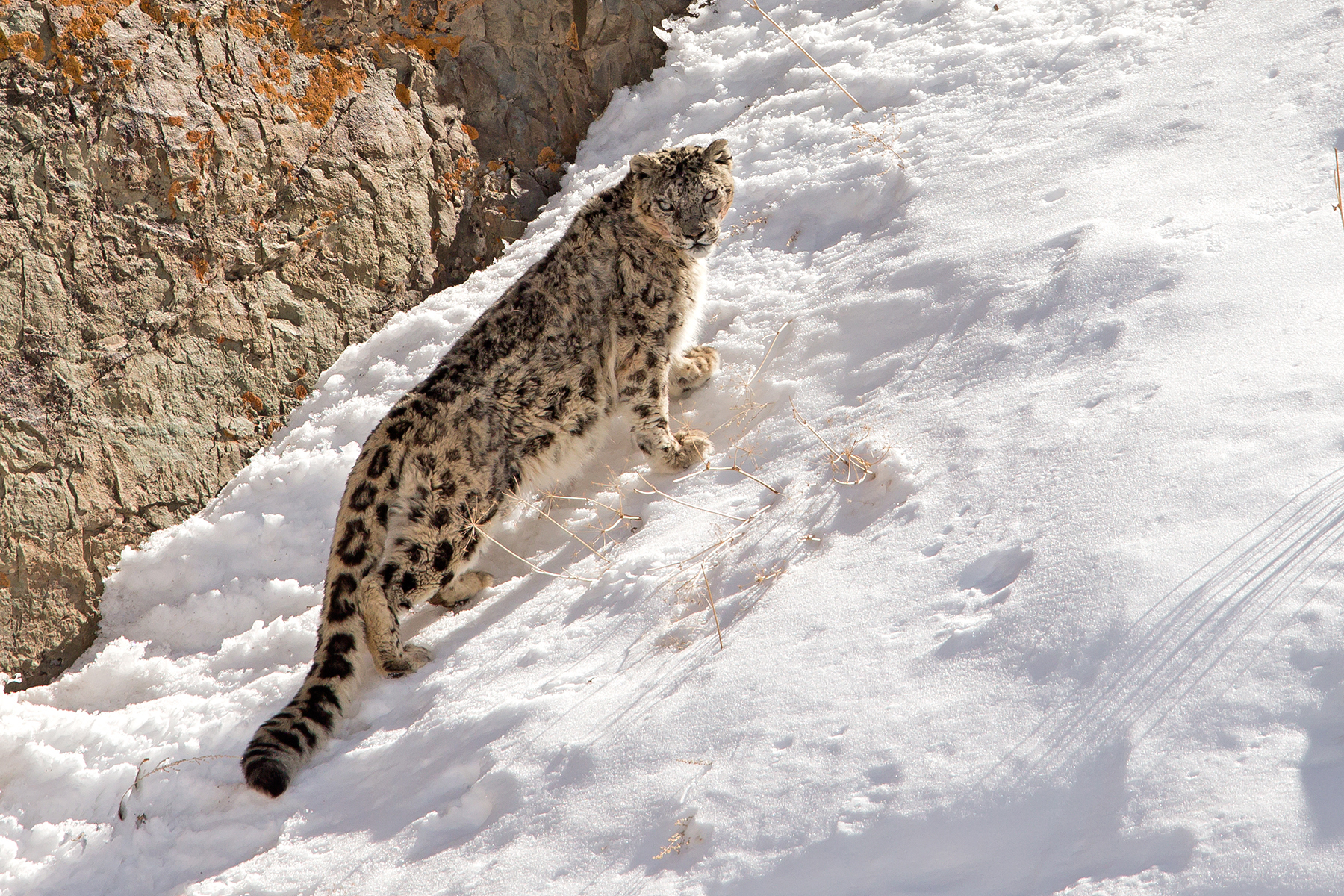 snow leopard tours