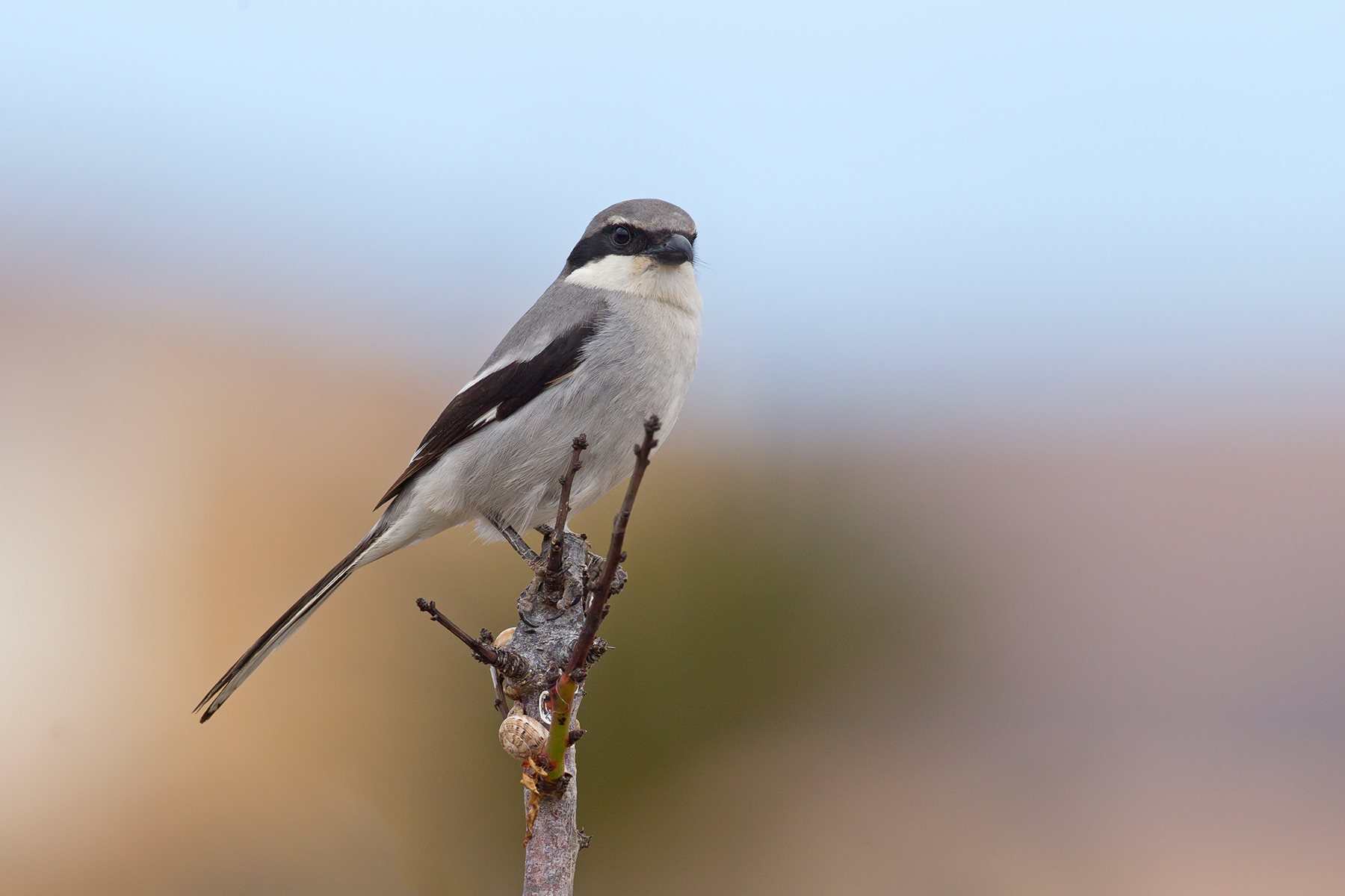 Southern Grey Shrike in the Canary Islands (image by Mike Watson)