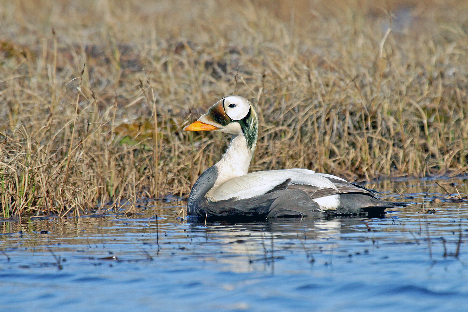 Spectacled Eider on our Alaska birding tour (image by Pete Morris)