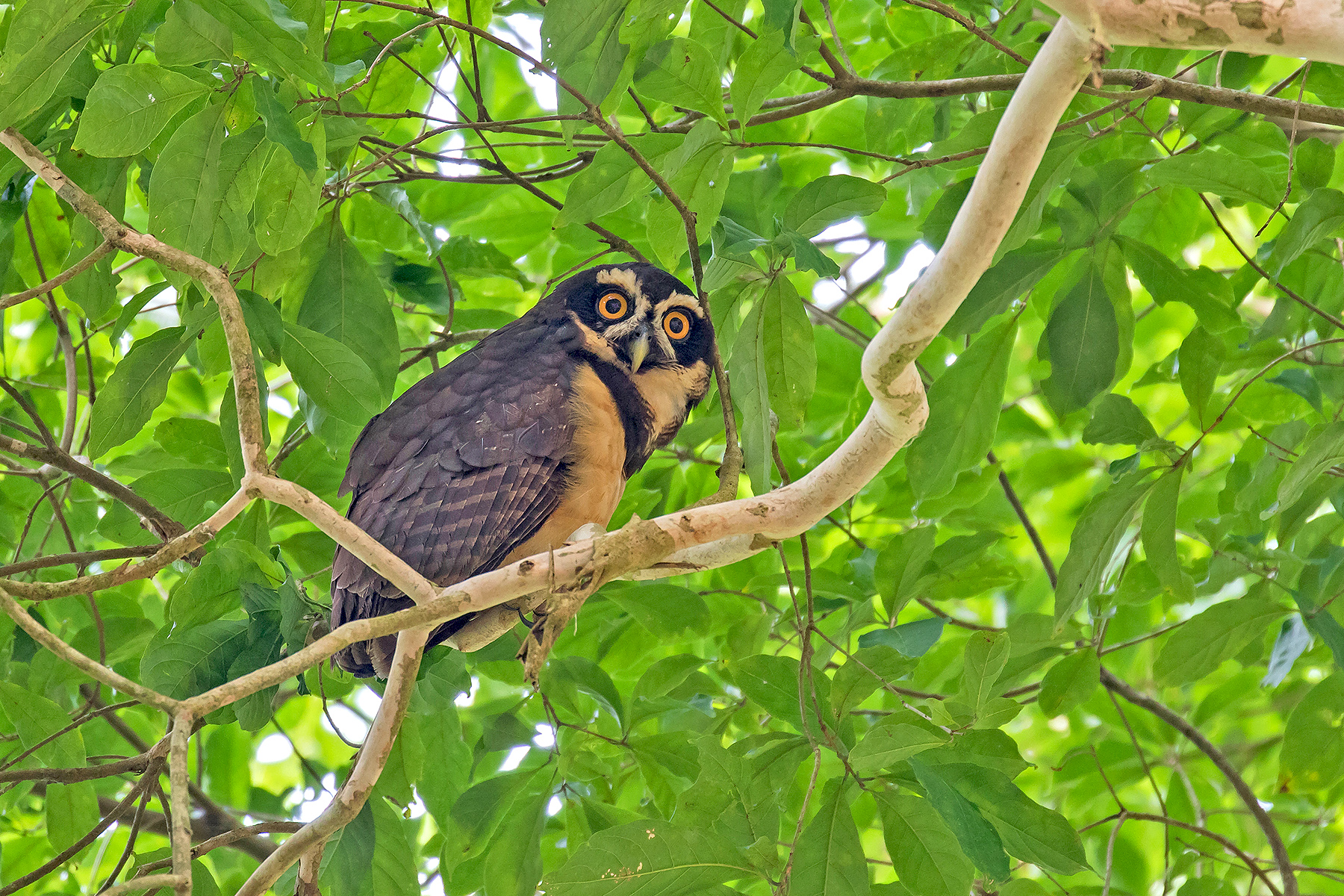 Spectacled Owl (image by Pete Morris)