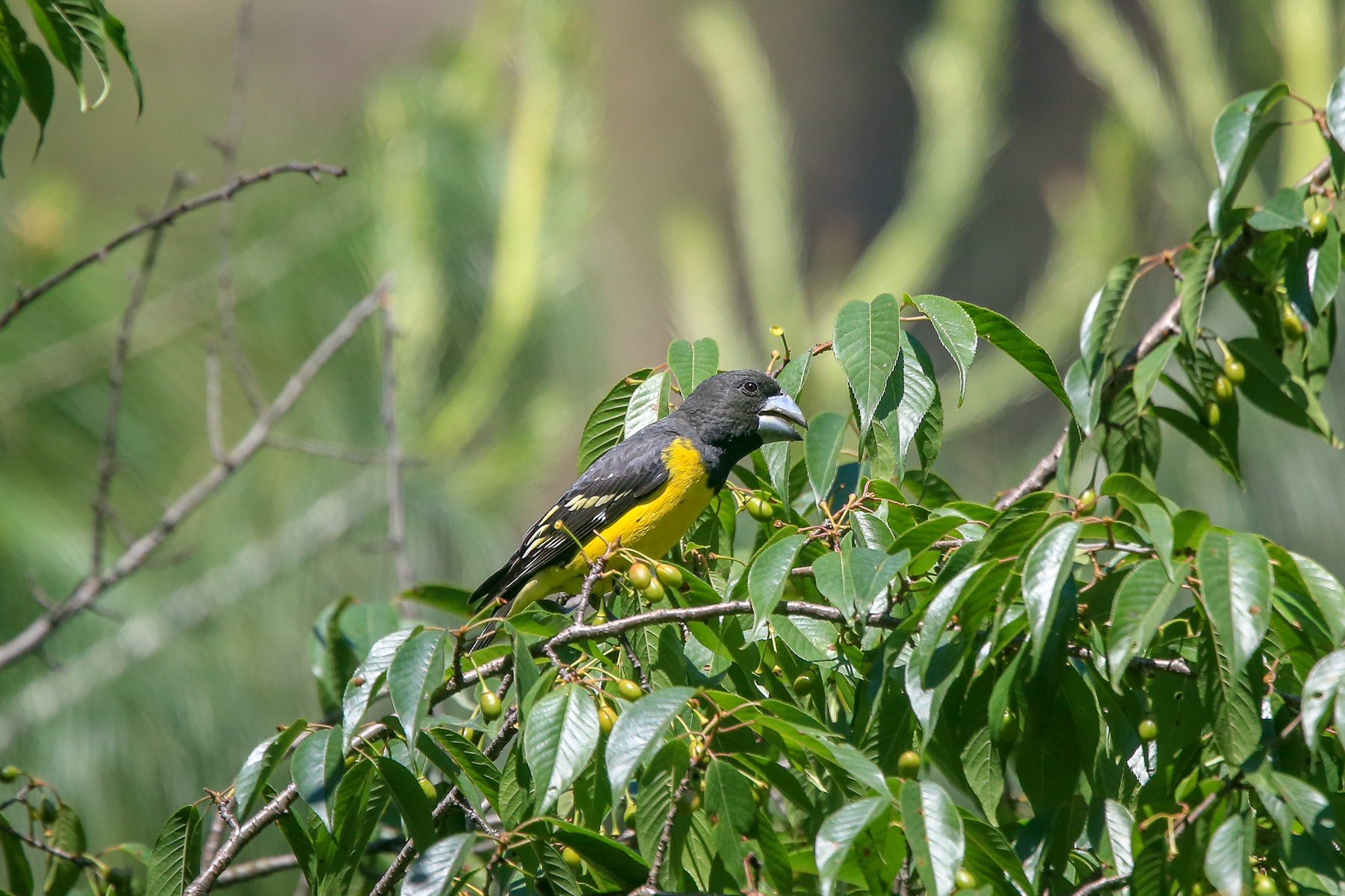 Spot-winged Grosbeak (image by Mark Beaman)