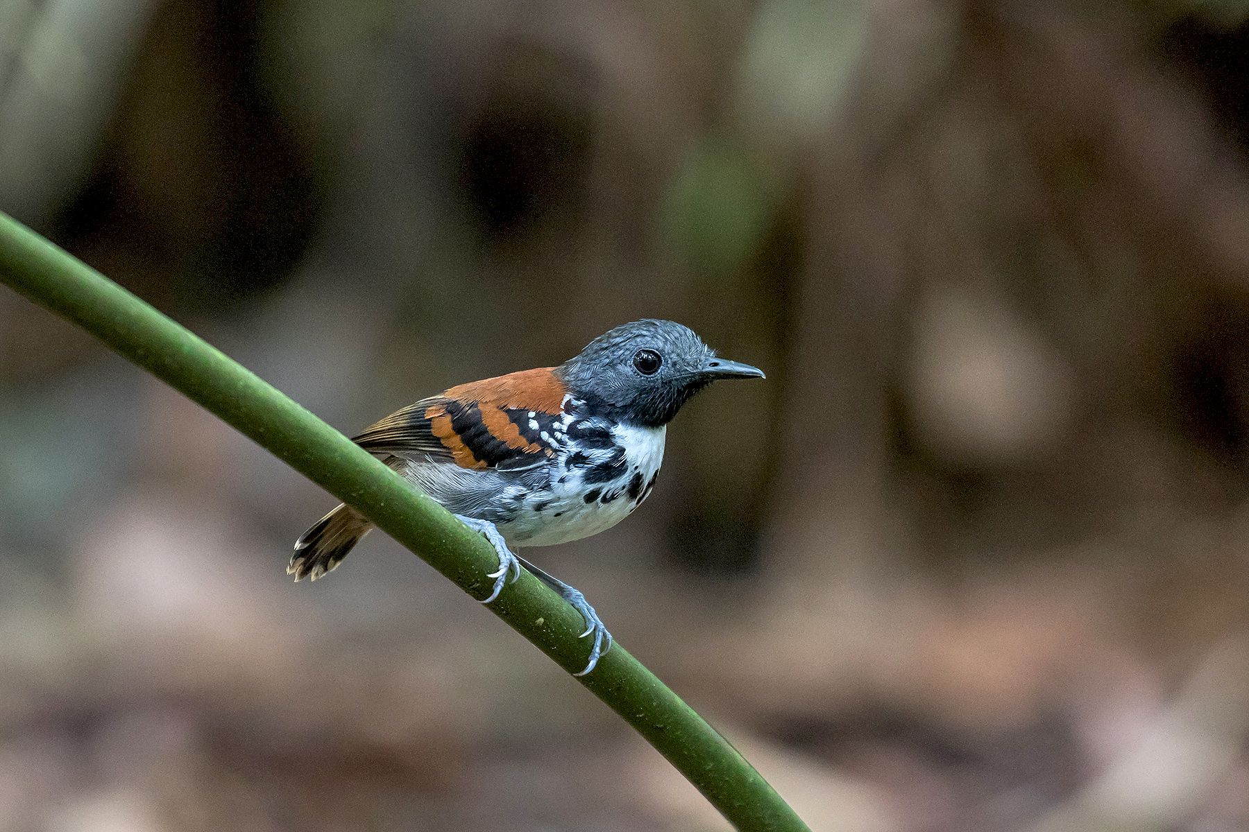 Spotted Antbird (image by Pete Morris)