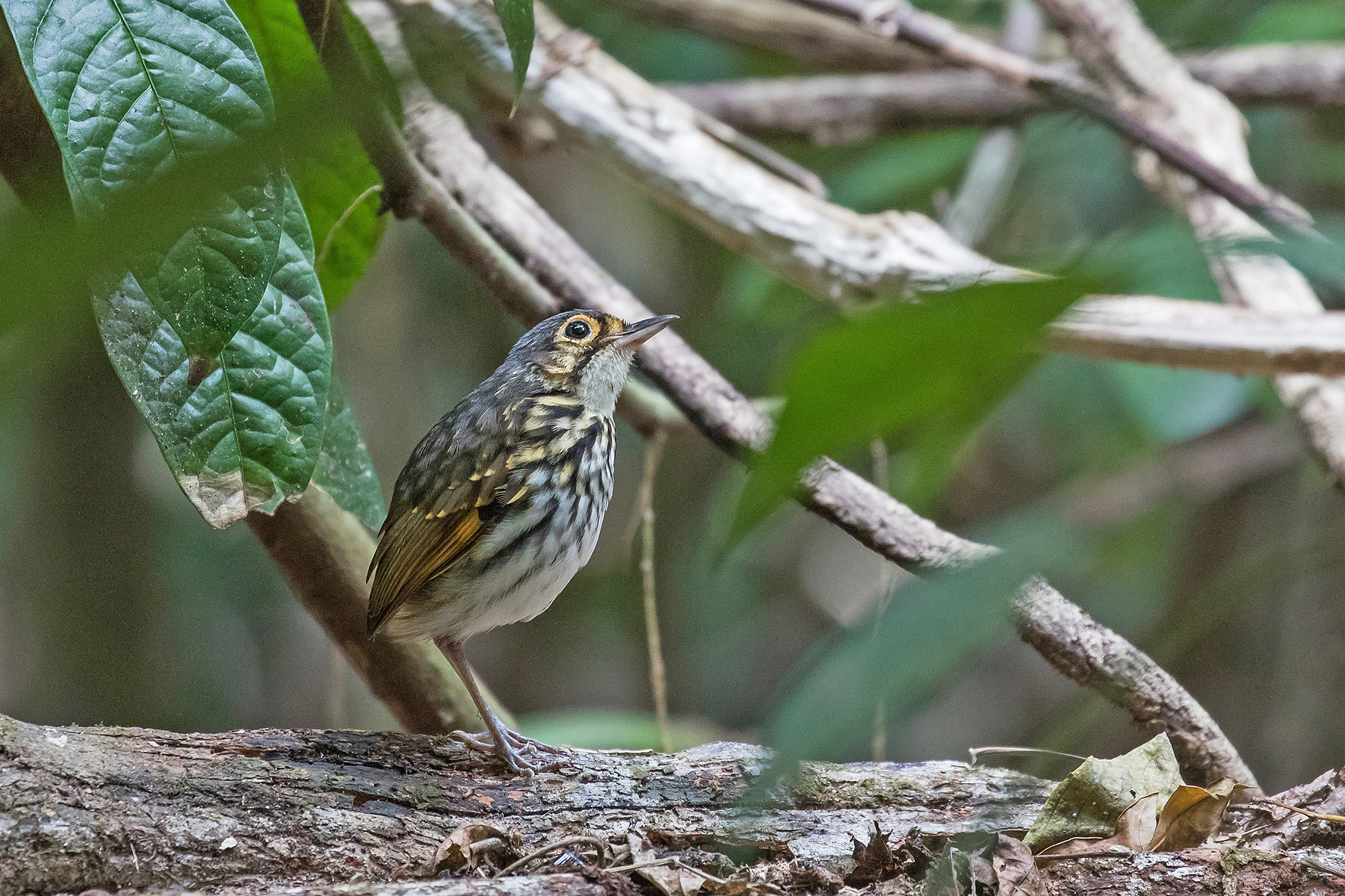 Streak-chested Antpitta on our Costa Rica birding tour (image by Pete Morris)