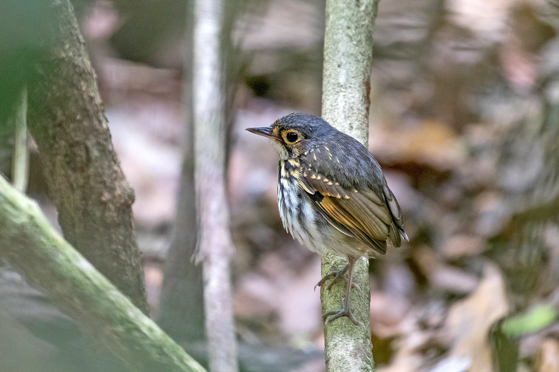 Streak-chested Antpitta in Costa Rica (image by Pete Morris)