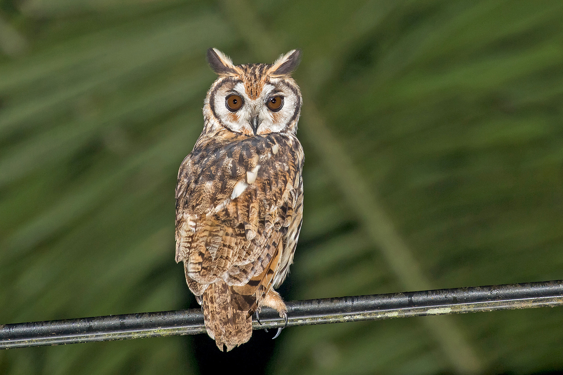 Striped Owl (image by Pete Morris)