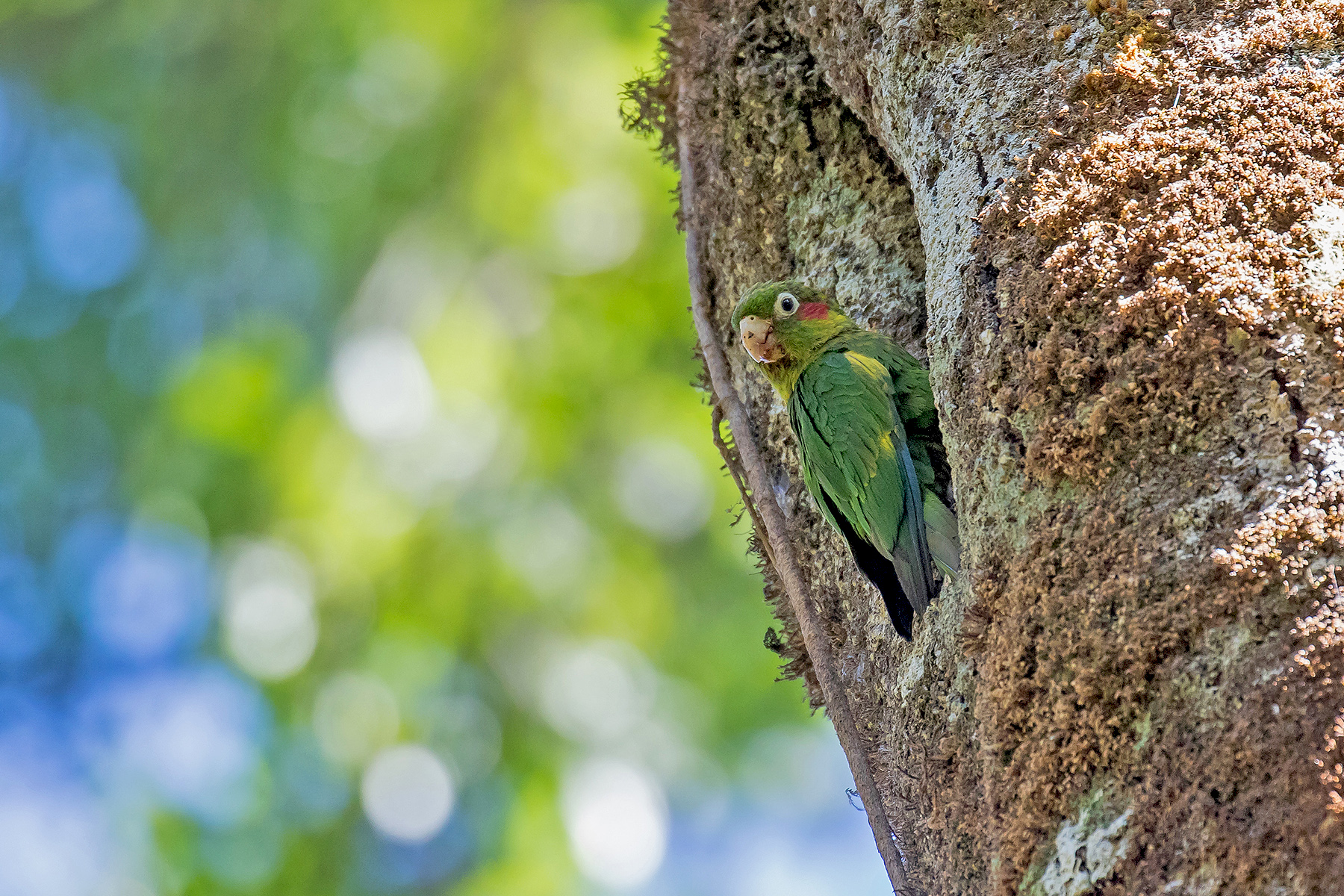 Sulphur-winged Parakeet on our Costa Rica birding tour (image by Pete Morris)