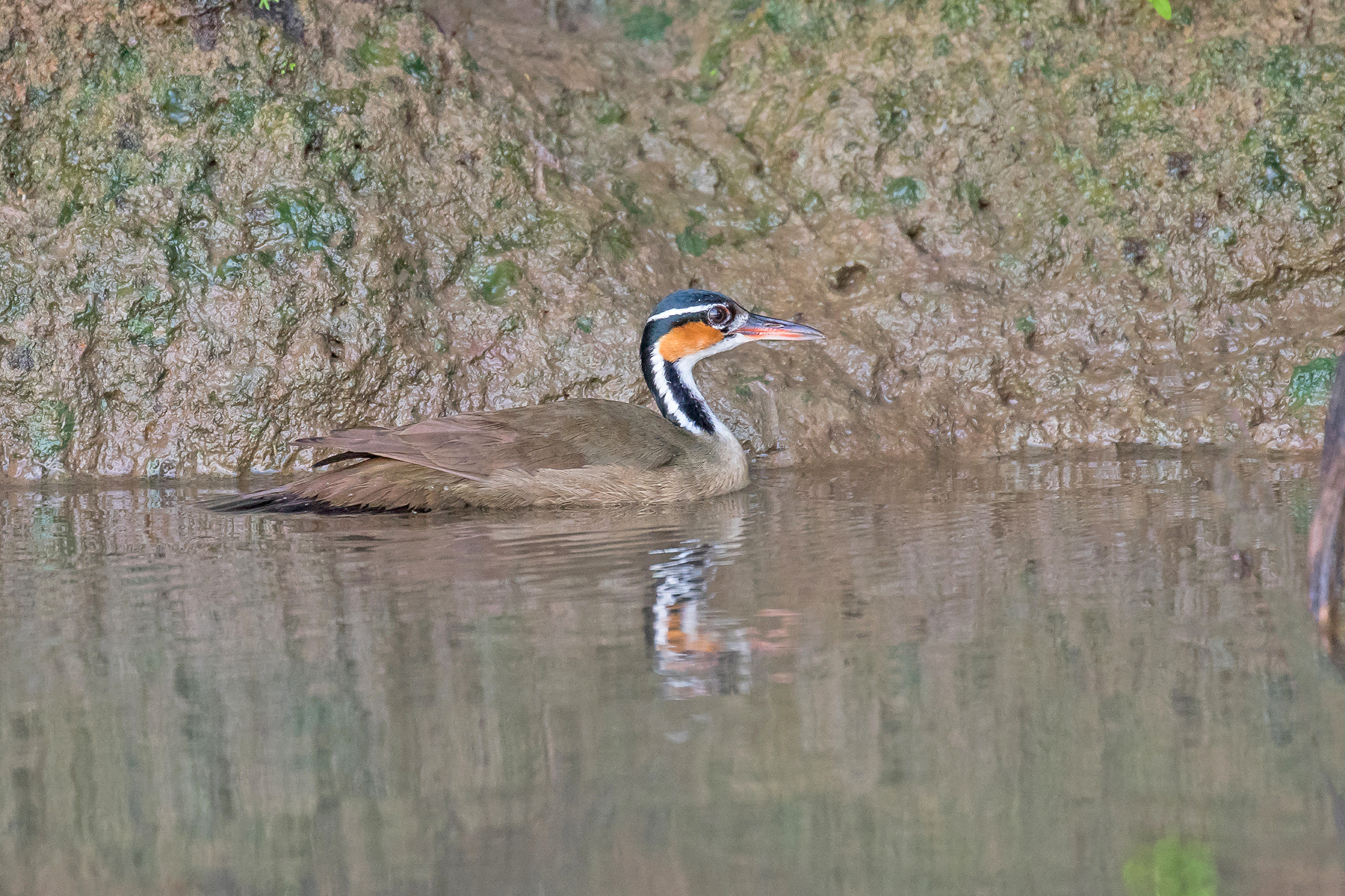 Sungrebe on our Costa Rica birding tour (image by Pete Morris)