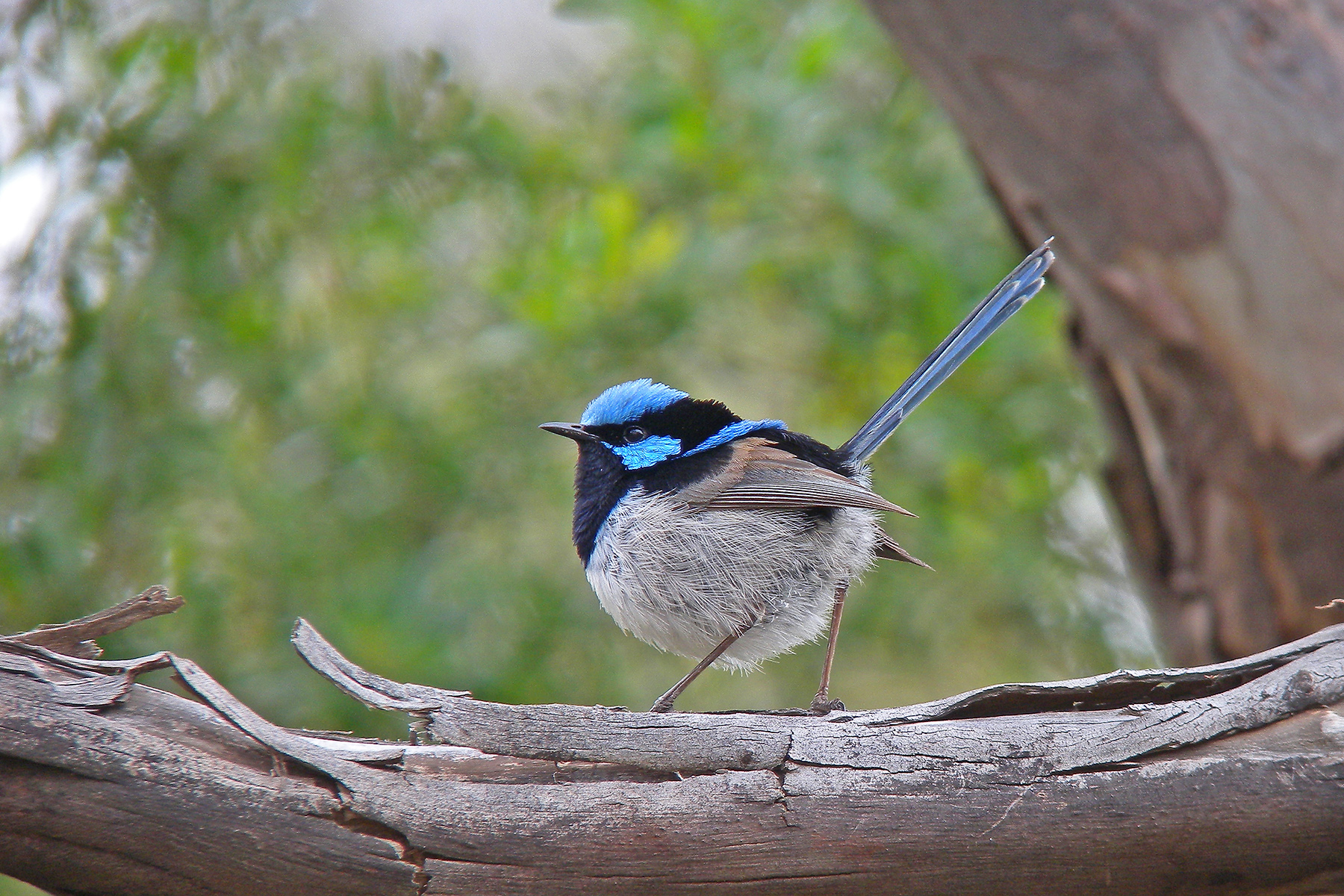 australian birding tours