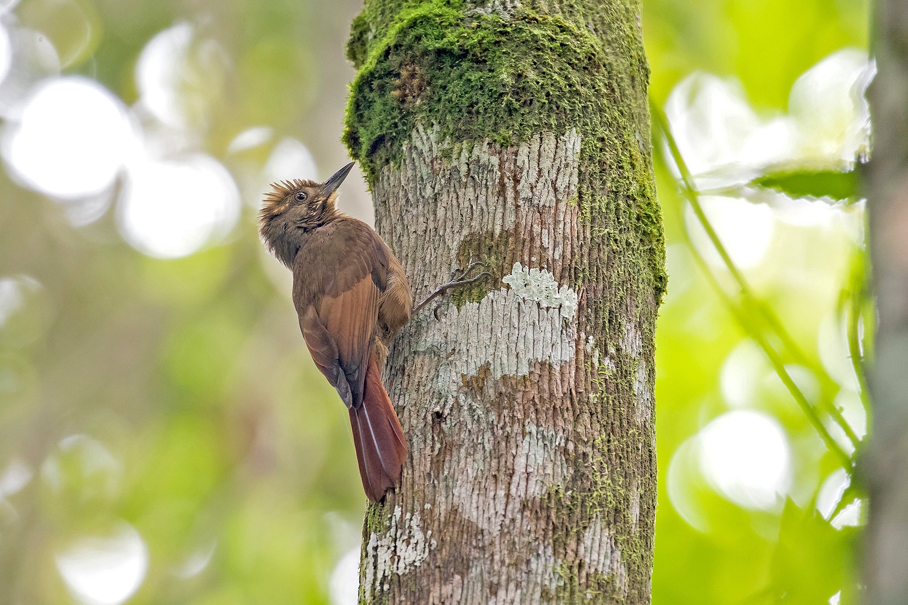 Tawny-winged Woodcreeper (image by Pete Morris)