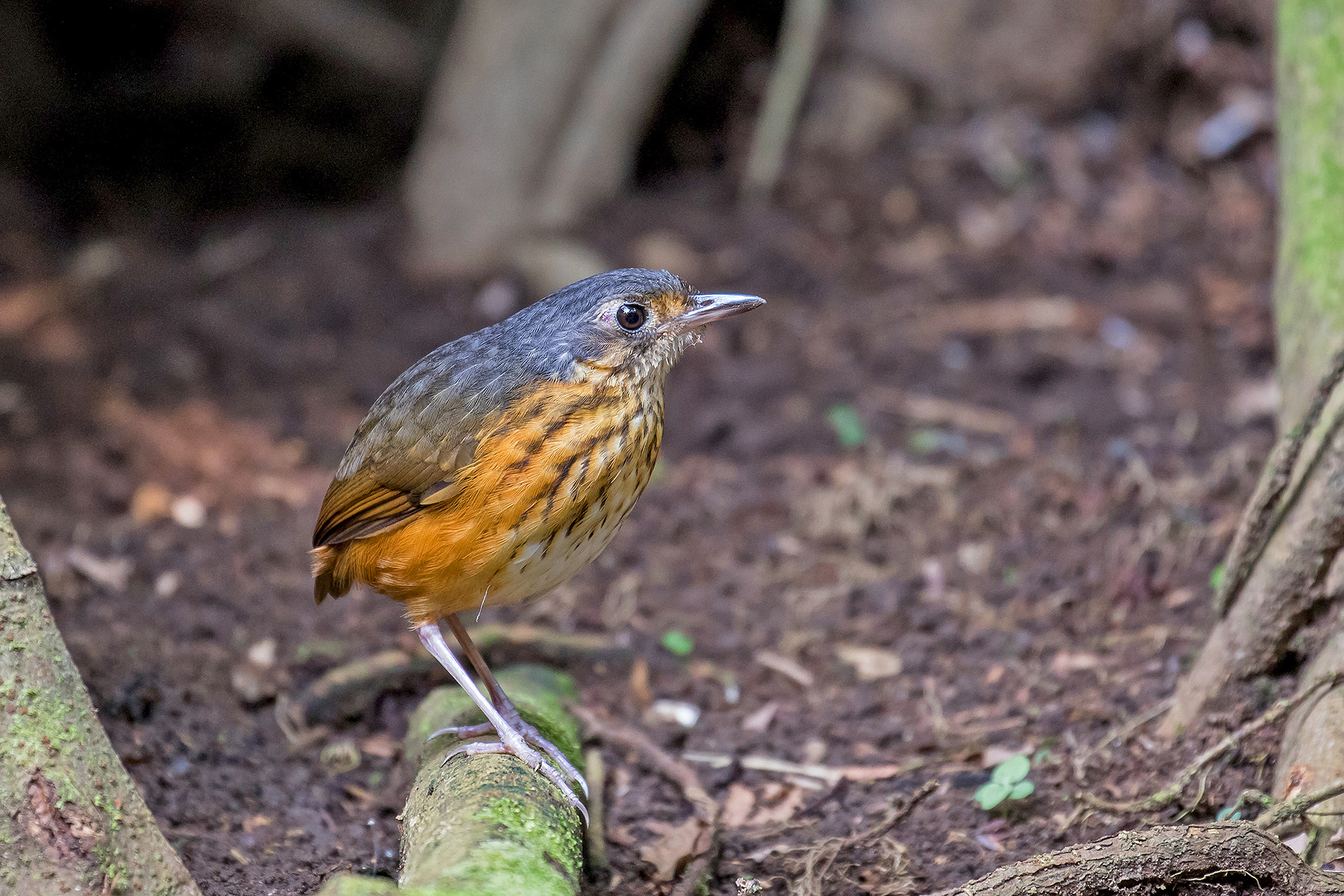 Thicket Antpitta on our Costa Rica birding tour (image by Pete Morris)