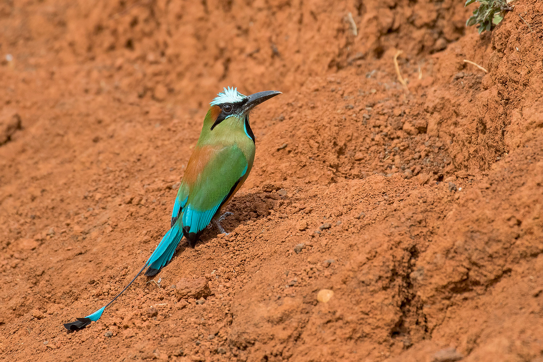 Turquoise-browed Motmot (image by Pete Morris)