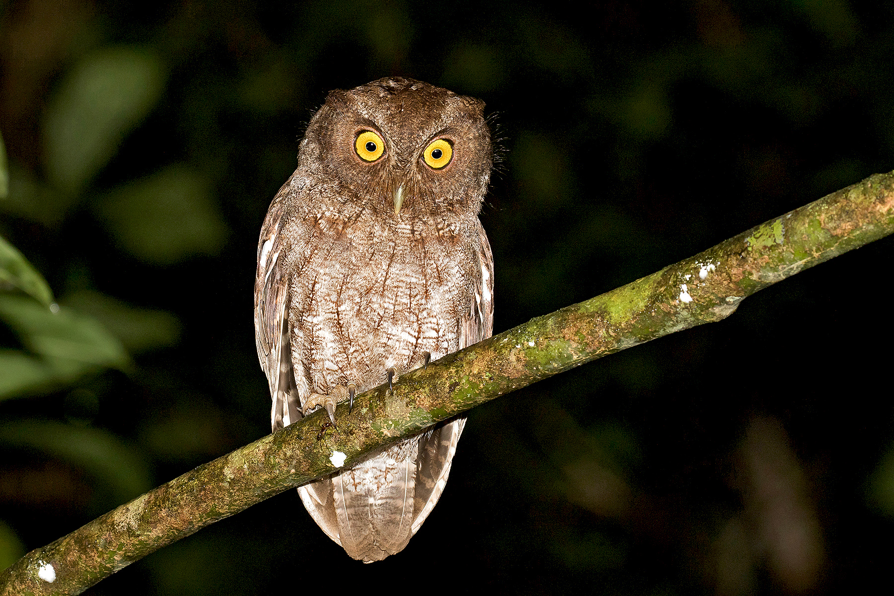 Vermiculated Screech Owl (image by Pete Morris)