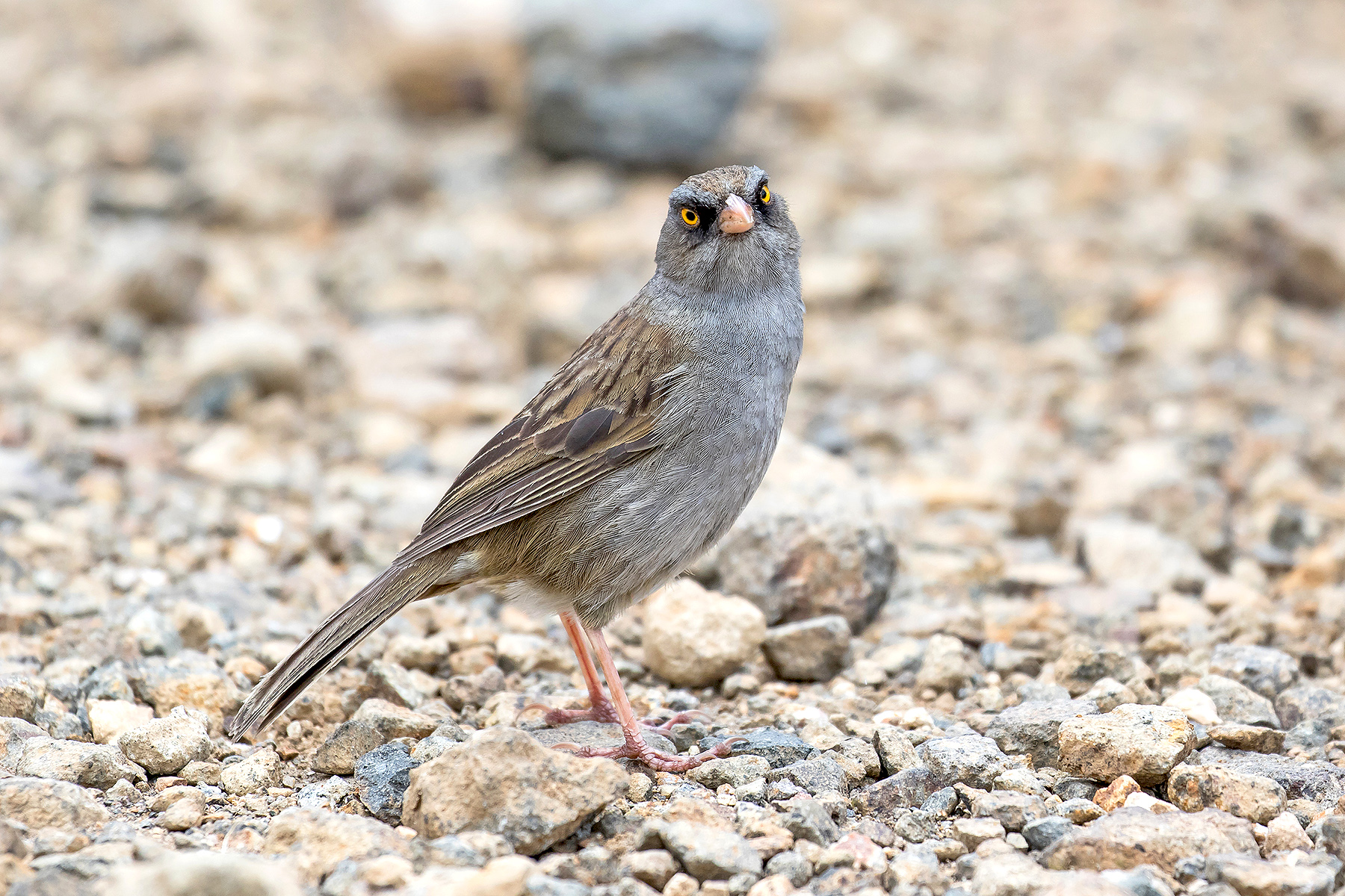 Volcano Junco on our Costa Rica birding tour (image by Pete Morris)