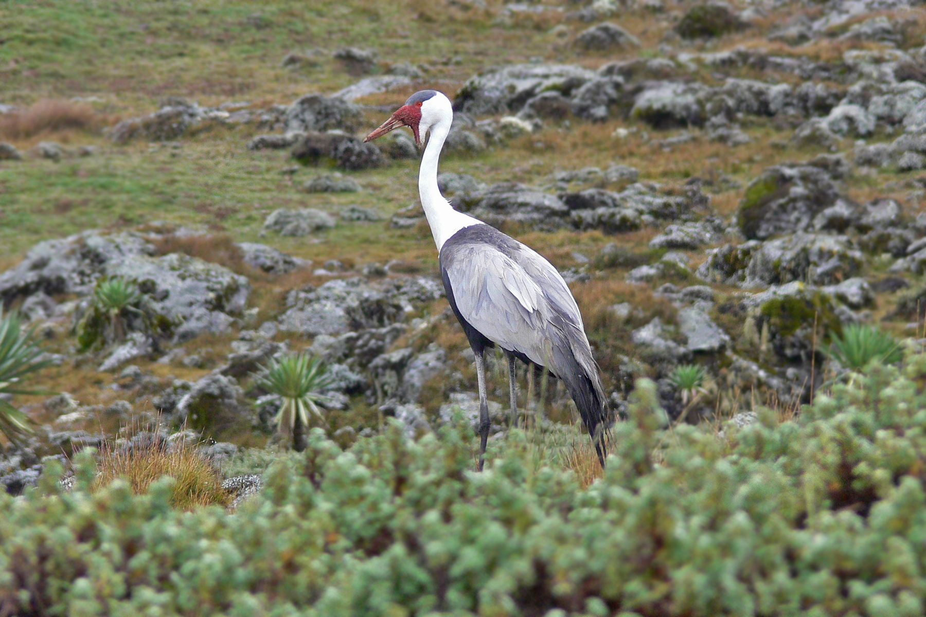 Wattled Crane (image by Nik Borrow)
