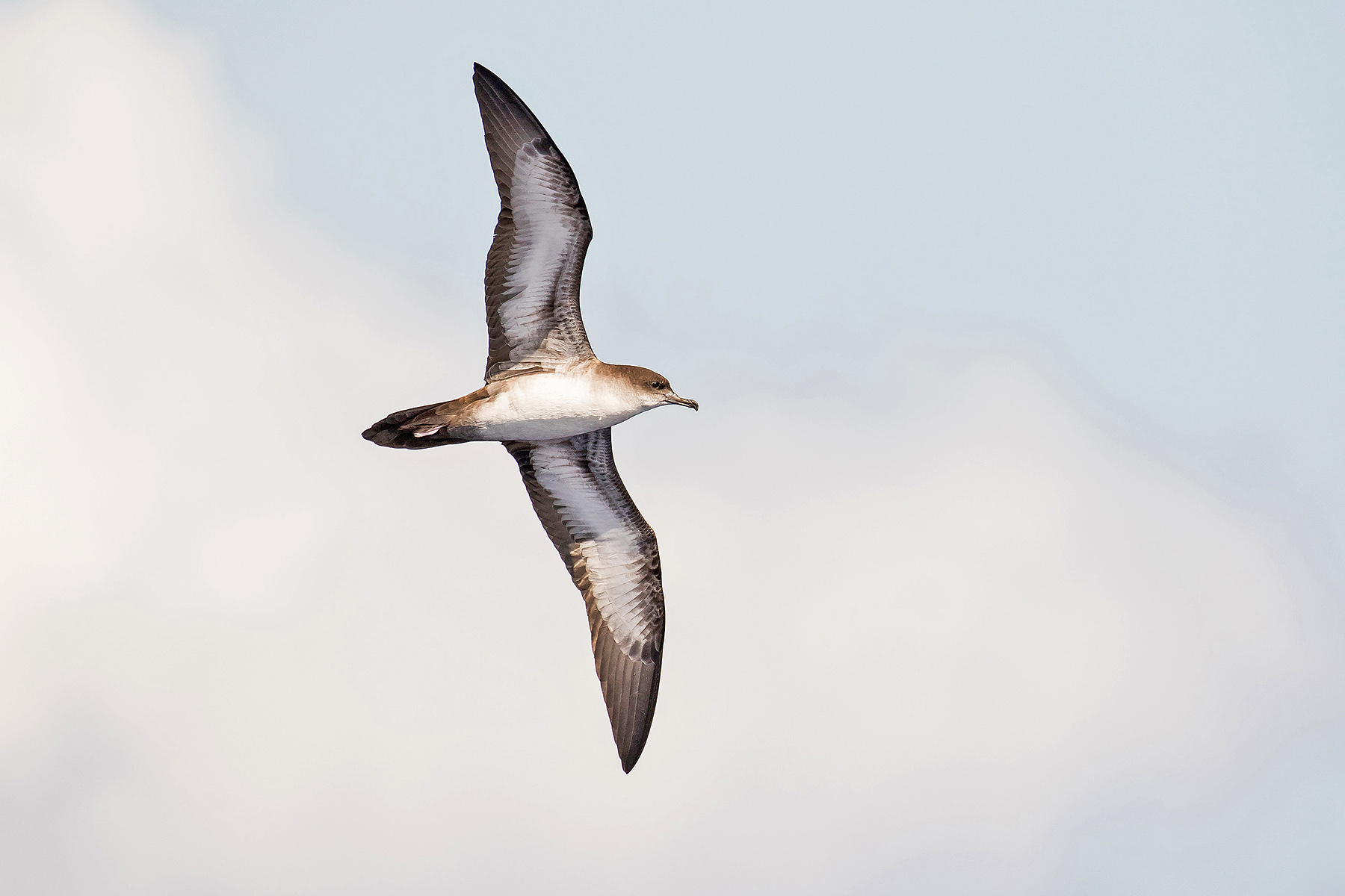 Wedge-tailed Shearwater (image by Pete Morris)