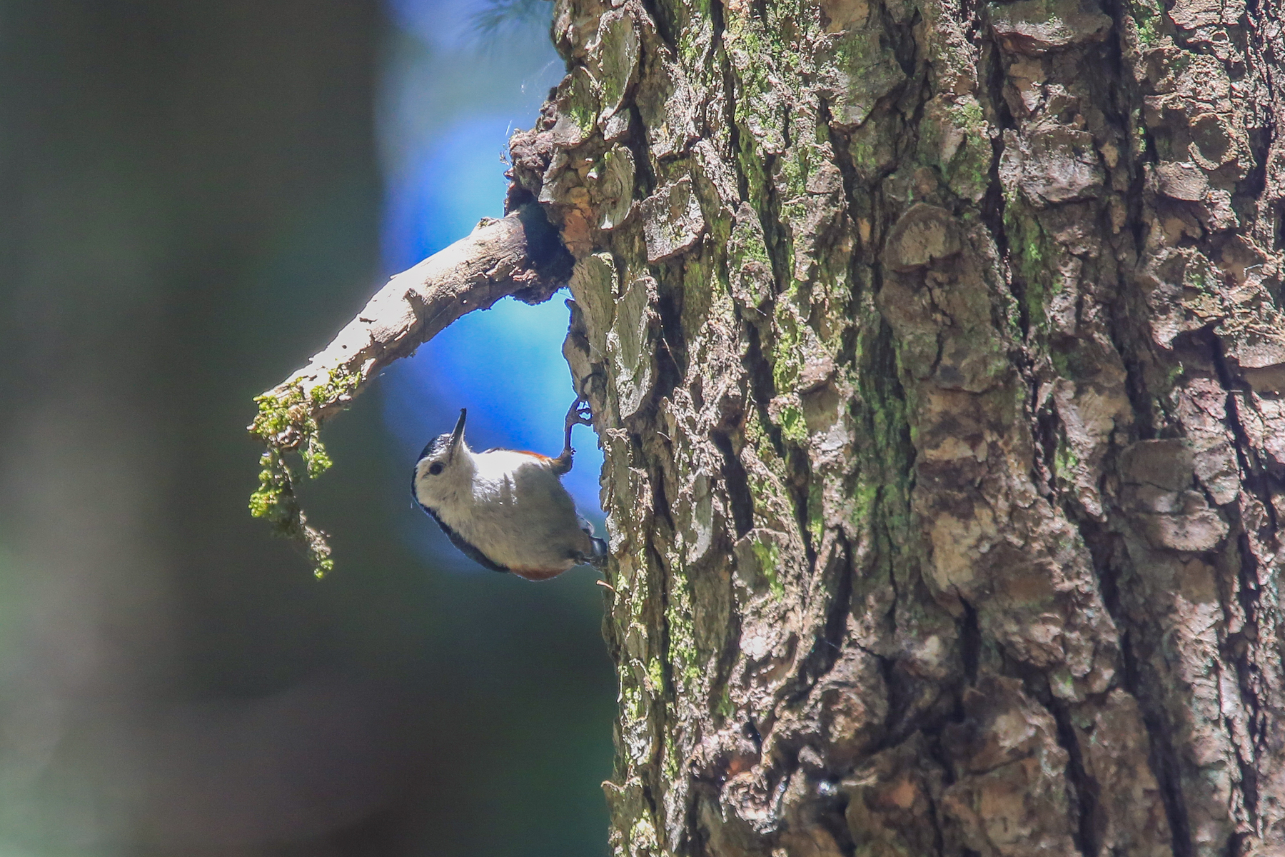 White-cheeked Nuthatch in northwest India (image by Mark Beaman)