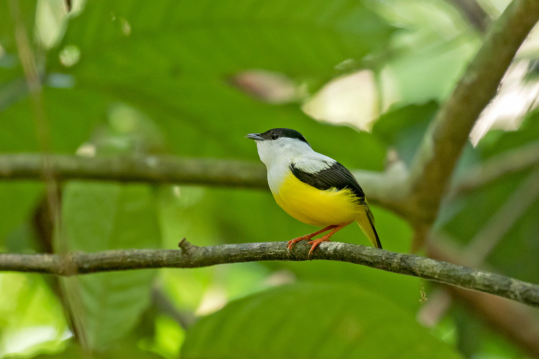 White-collared Manakin on our Costa Rica birding tour (image by Pete Morris)