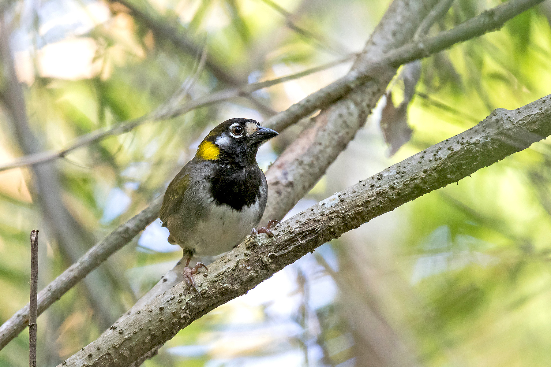White-eared Ground Sparrow in Costa Rica (image by Pete Morris)