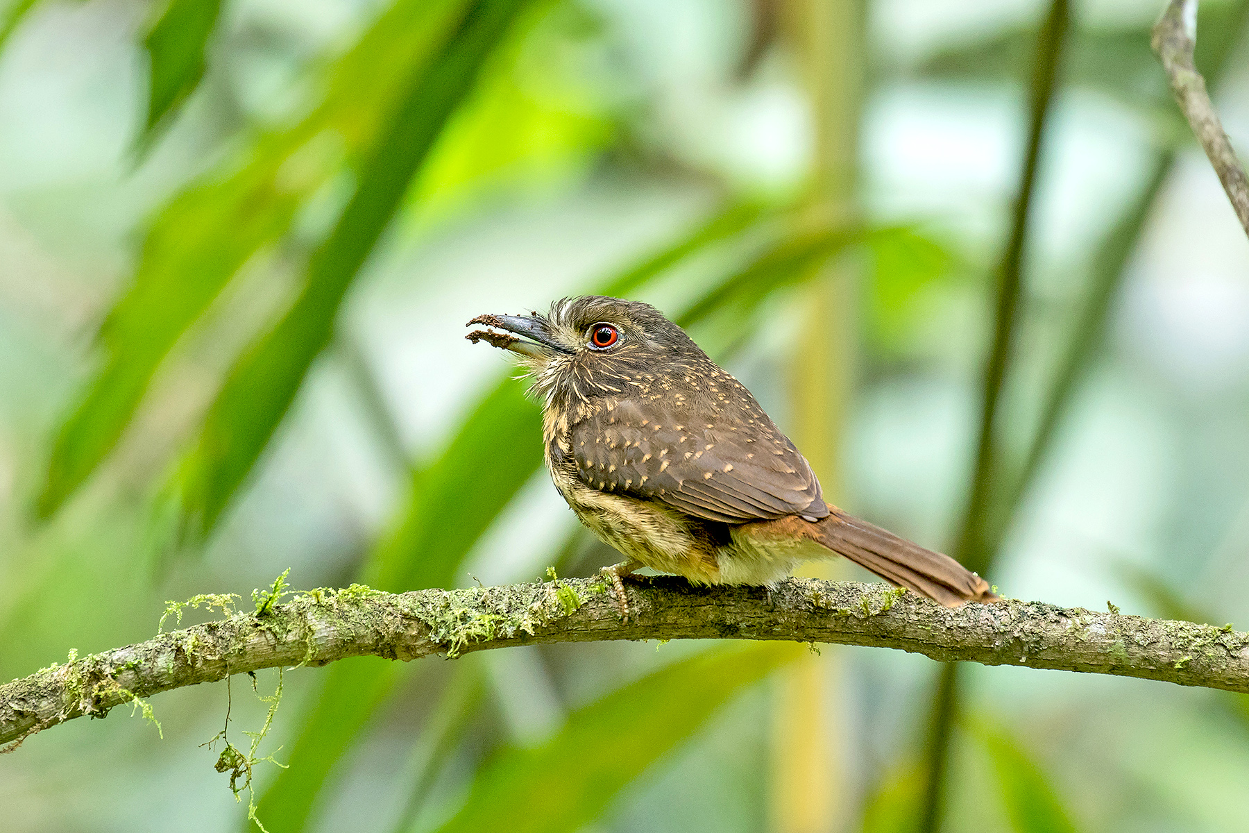 White-whiskered Puffbird in Costa Rica (image by Pete Morris)