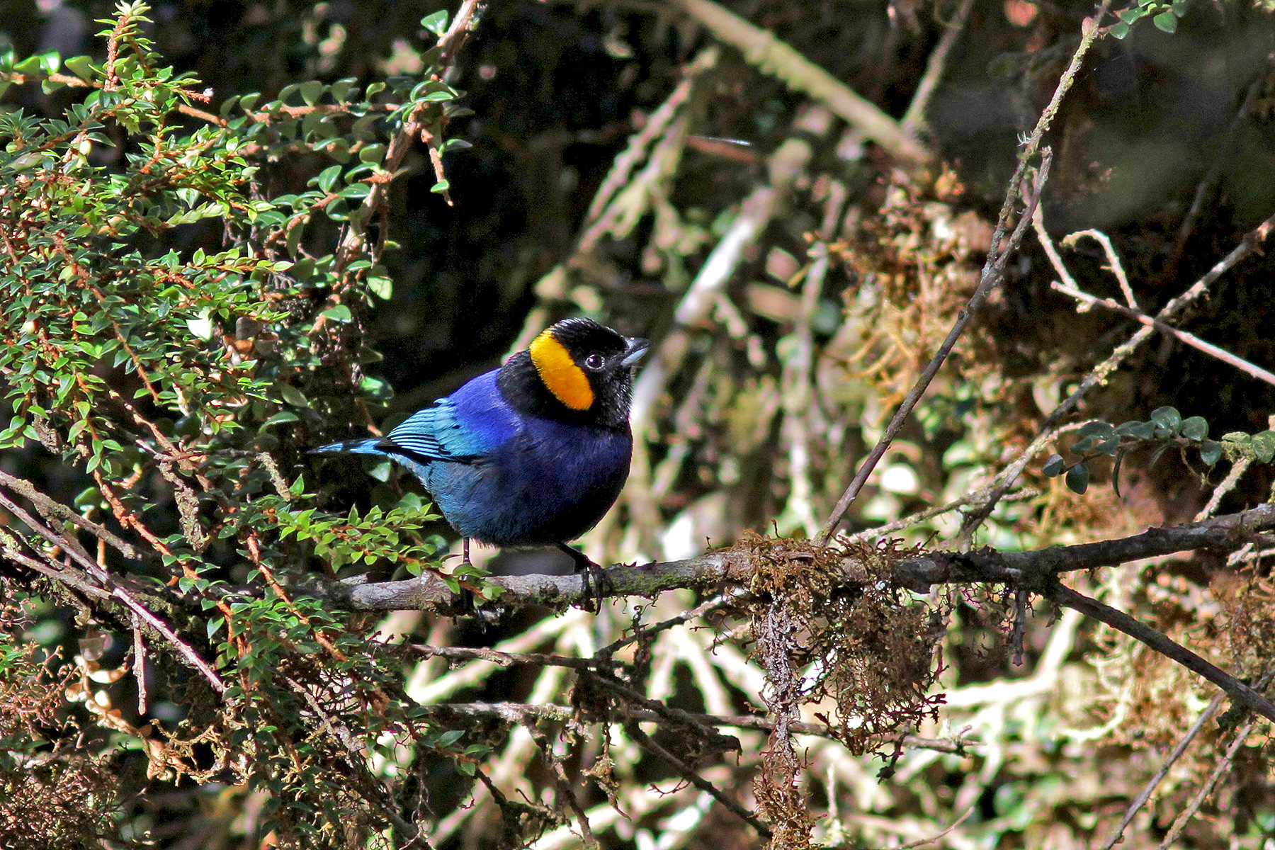birding tours in peru